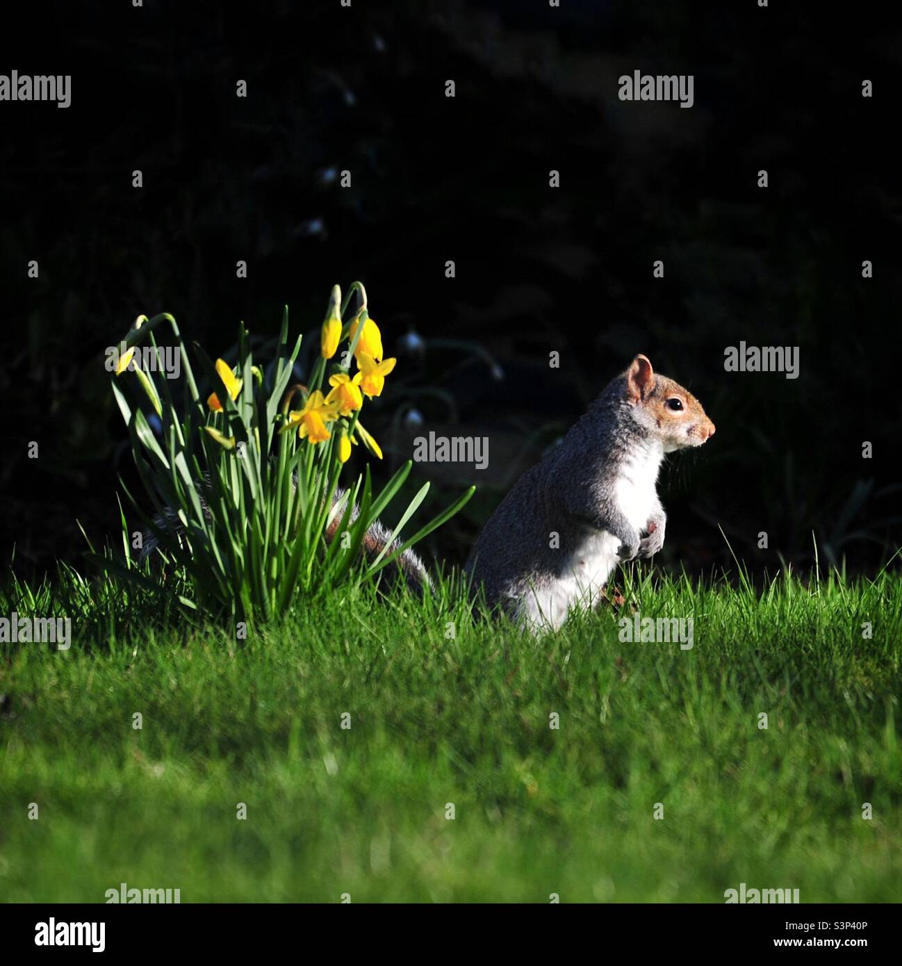 Squirrel In The Daffodils Stock Photo Alamy