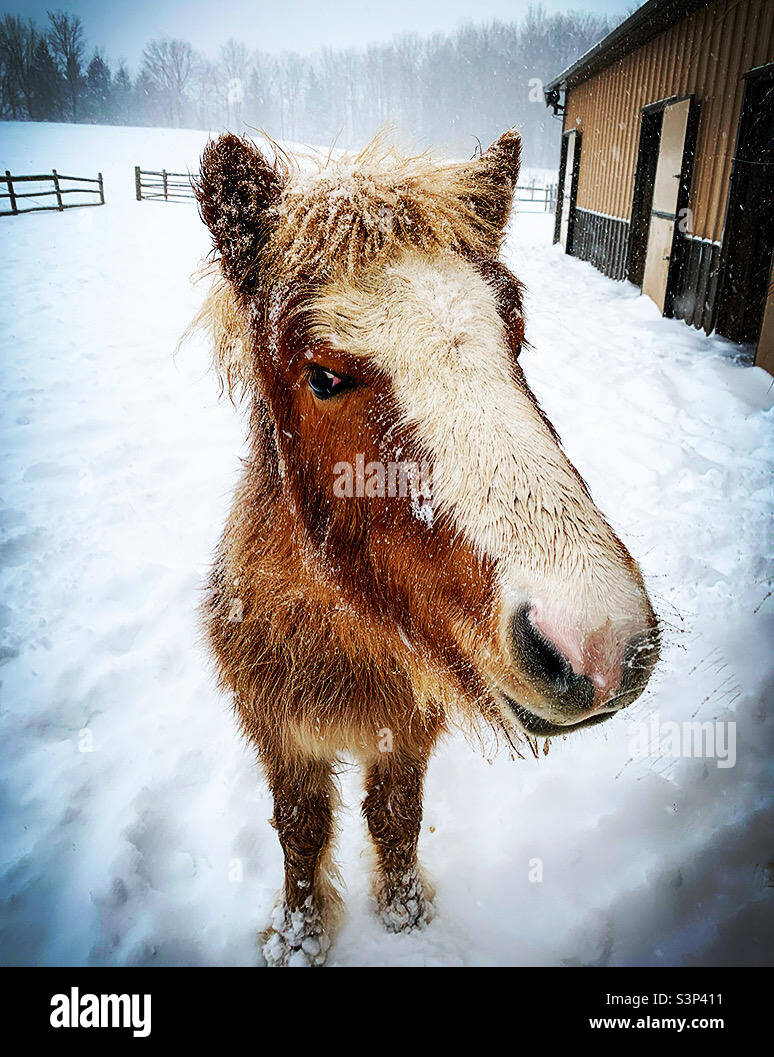 Adorable Icelandic filly in the snow - Smartphone Captured Stock Image