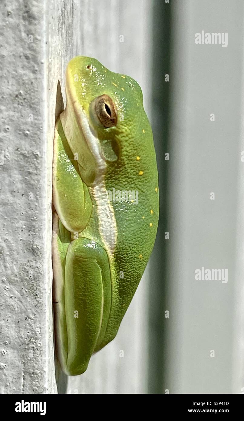 Tree Frog Sunning Himself Stock Photo