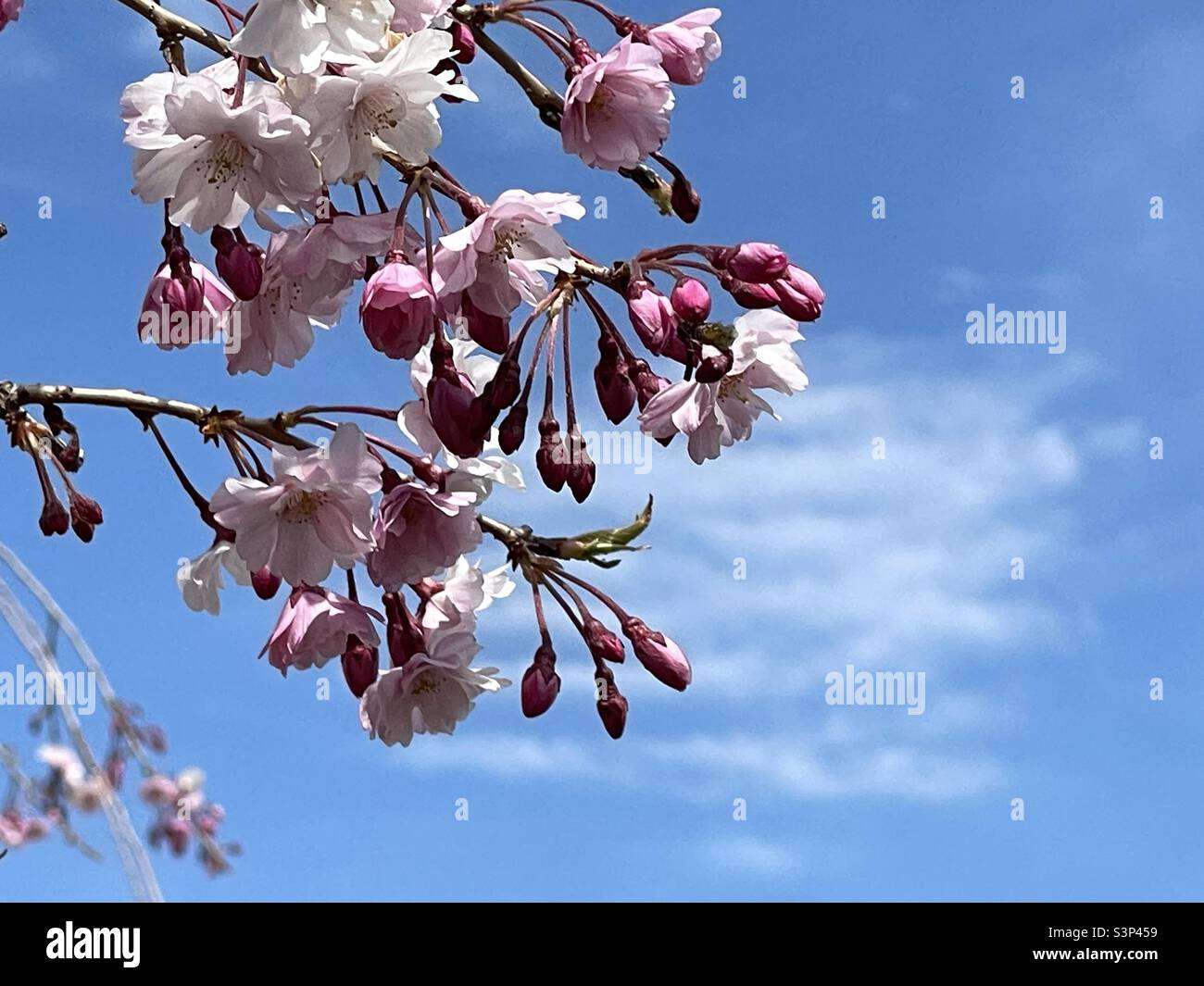 Weeping Cherry blossoms during springtime in Utah, USA against a bright blue, sunny sky. Stock Photo