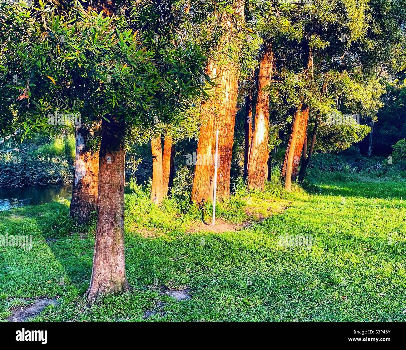 Beautiful morning in the woods hi-res stock photography and images - Alamy