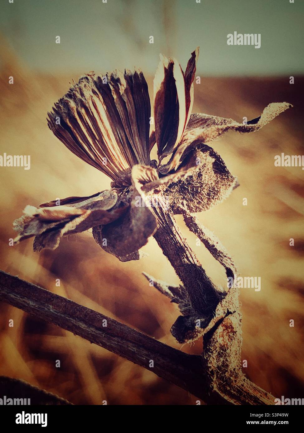 Plants and leaves at end of season as part of botanical life cycle, in a dormant state, crisp, dry and seeding - Smartphone Captured Stock Image