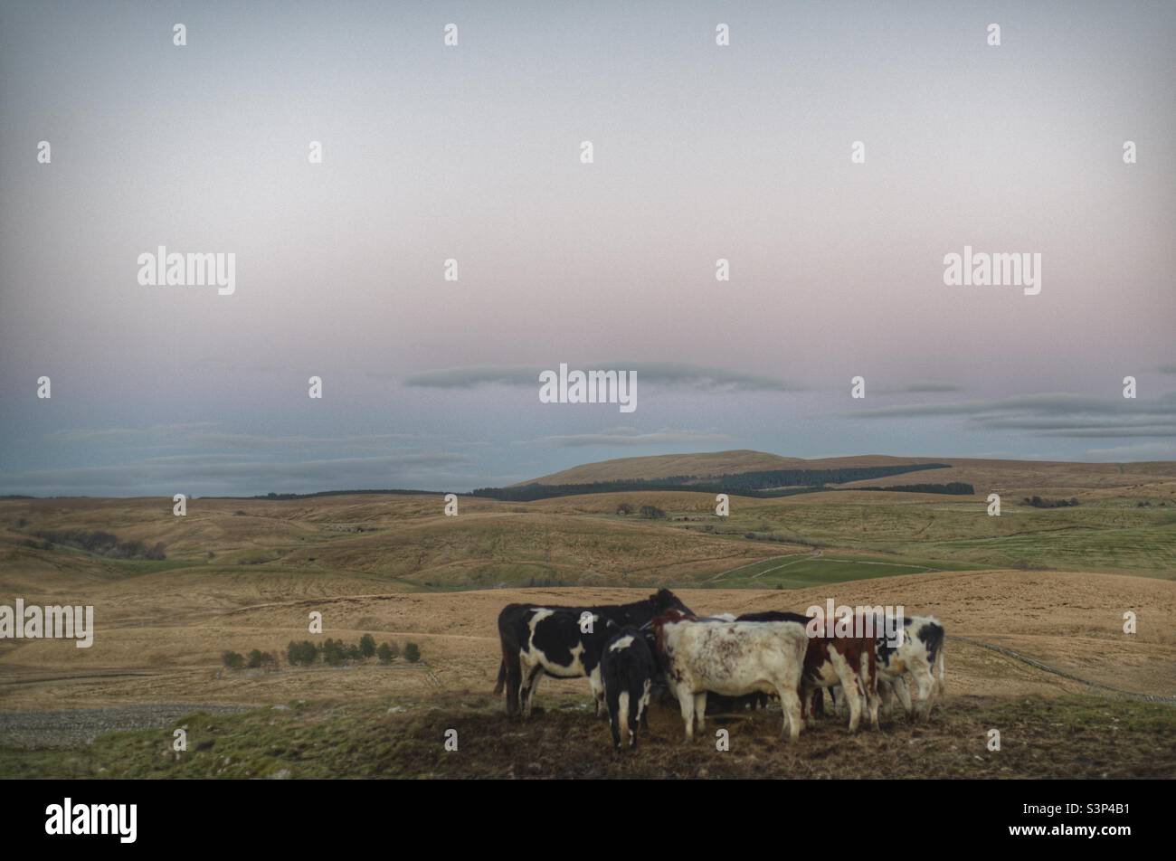Highland cows Stock Photo