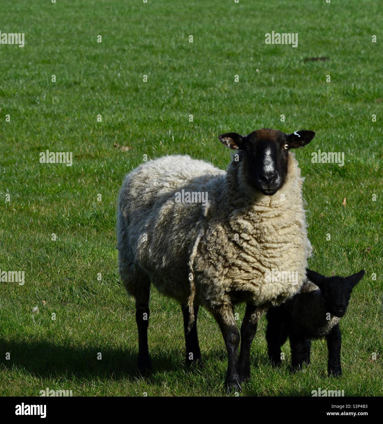 Mother guarding young Stock Photo