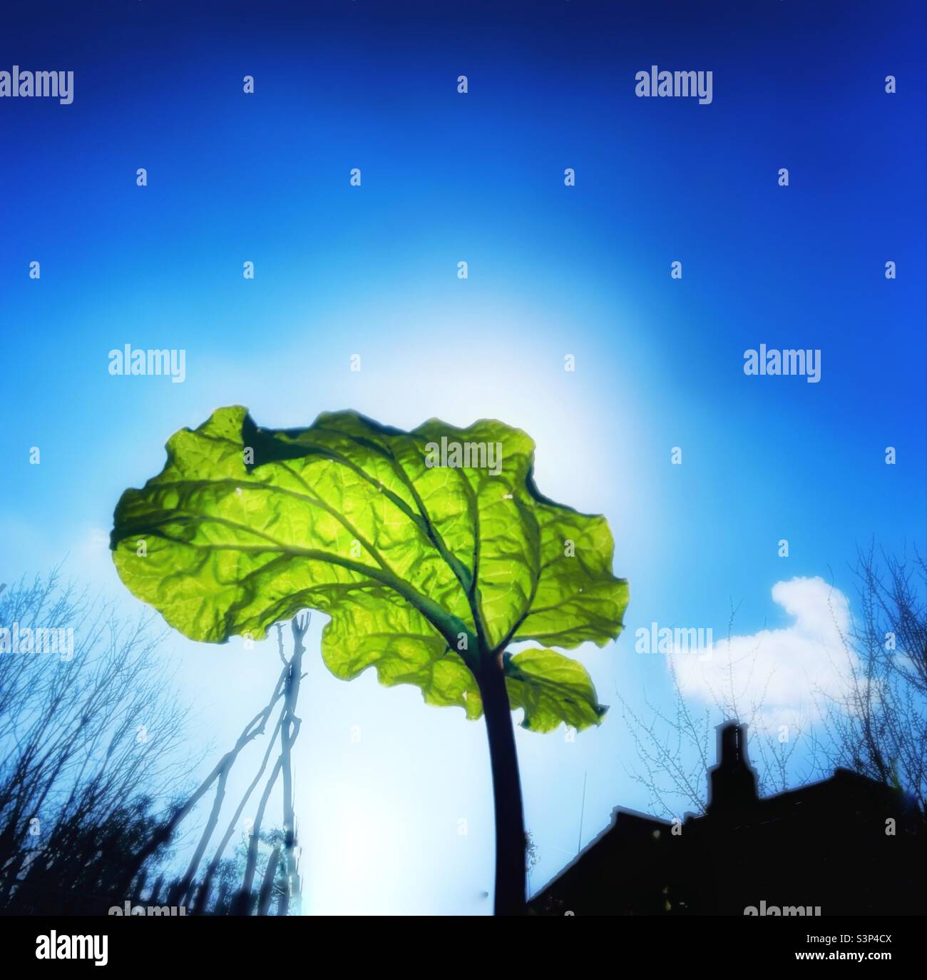 Rhubarb leaf. - Smartphone Captured Stock Image