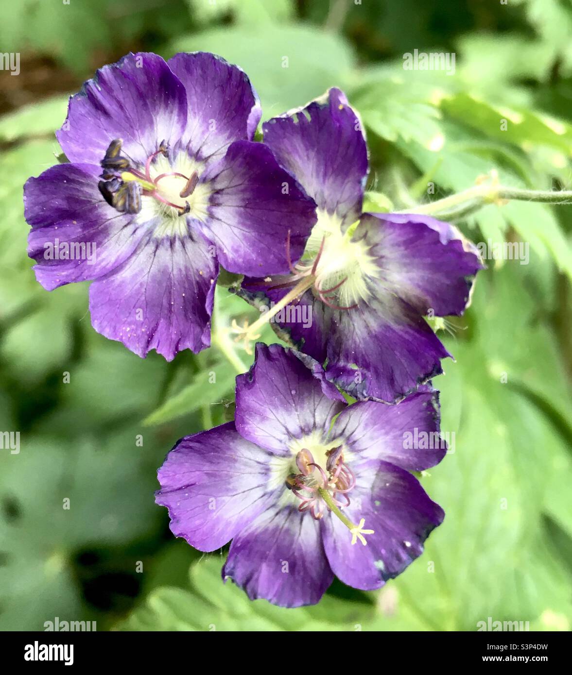 Purple, flowers, green, garden, spring, beauty Stock Photo