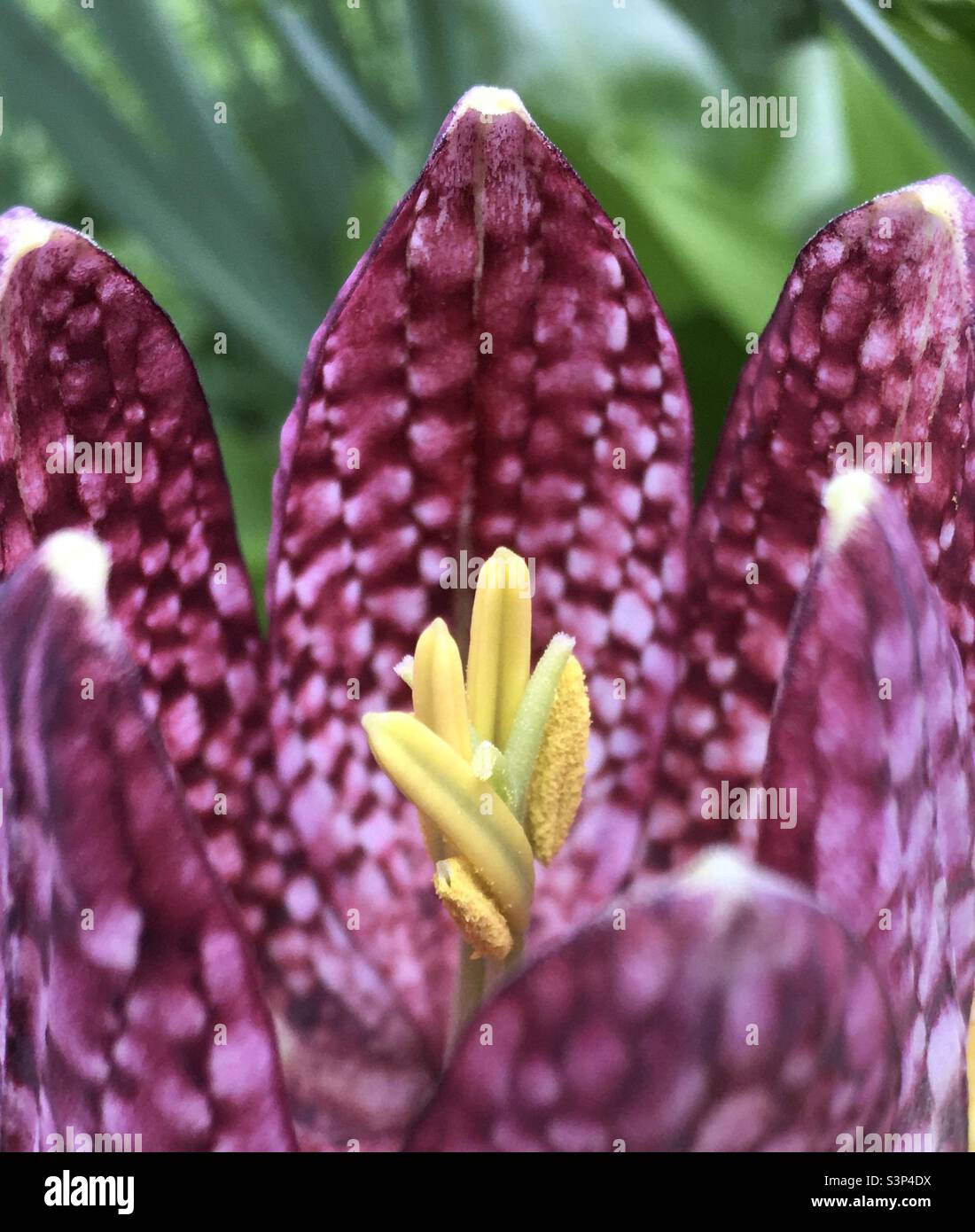 Pink, burgundy,, flowers, green, yellow, garden, spring, beauty white - Smartphone Captured Stock Image