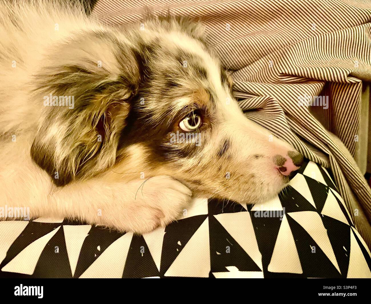 Blue eyed Australian Shepherd - Smartphone Captured Stock Image