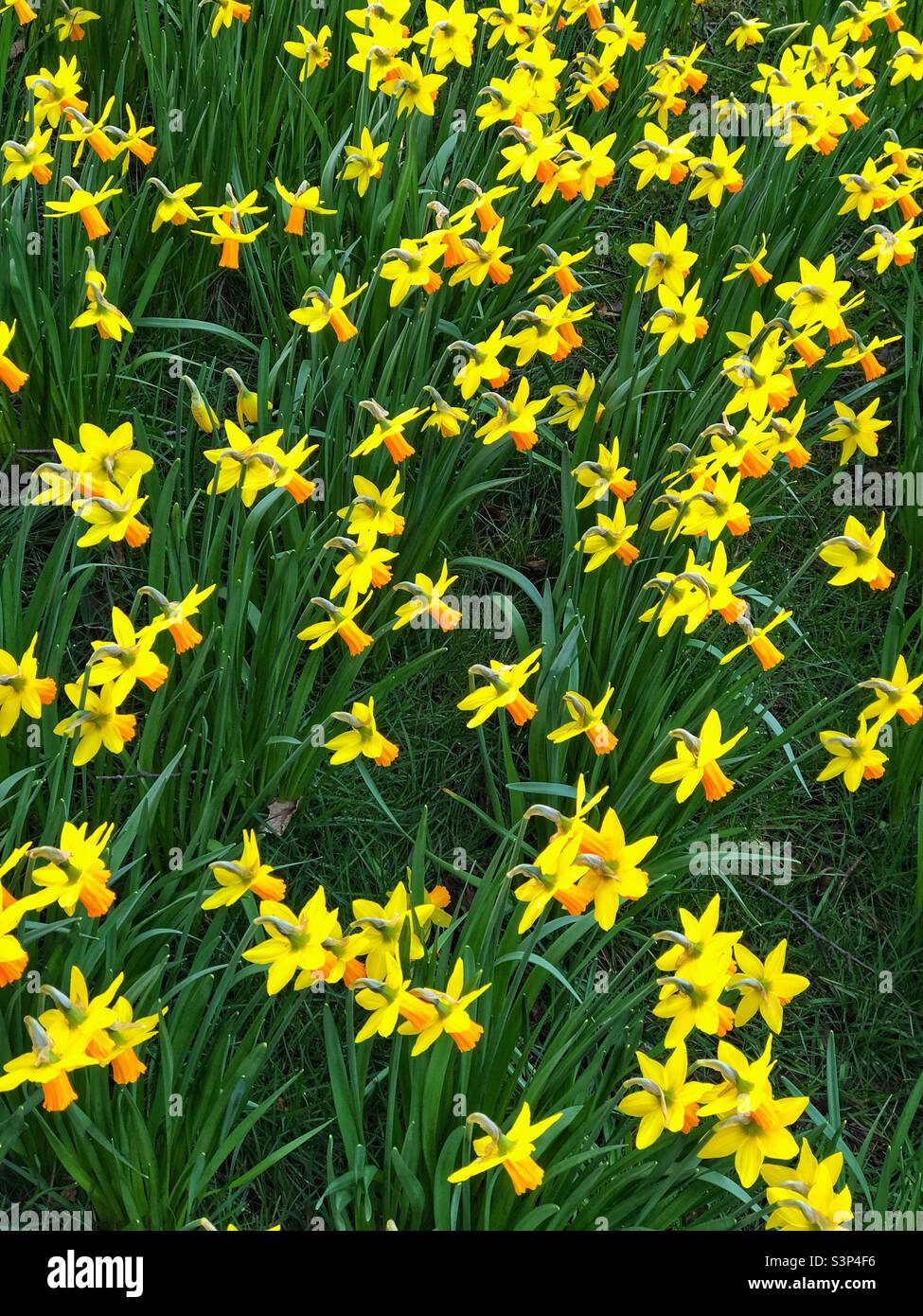 Daffodils in bloom - Smartphone Captured Stock Image