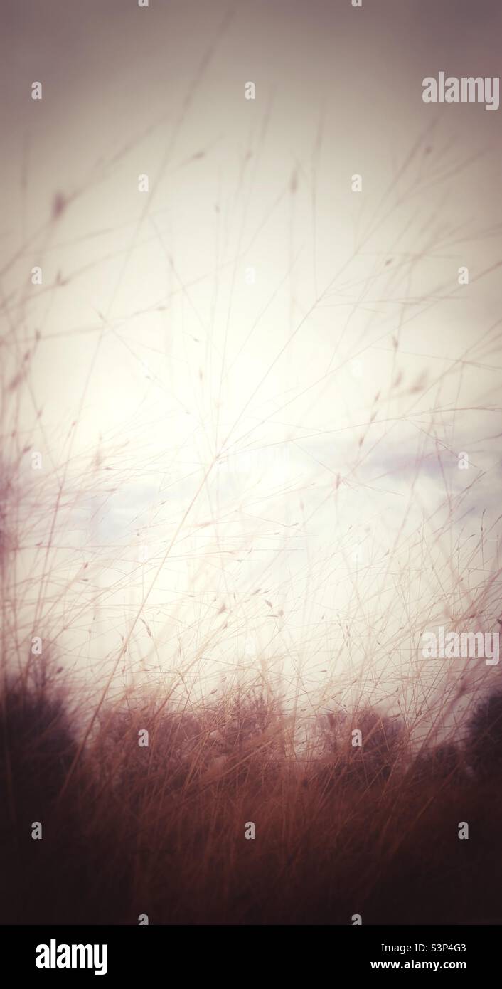 Atmospheric tonal photo with thin cross crossing prairie grasses against soft trees and pale sky. - Smartphone Captured Stock Image