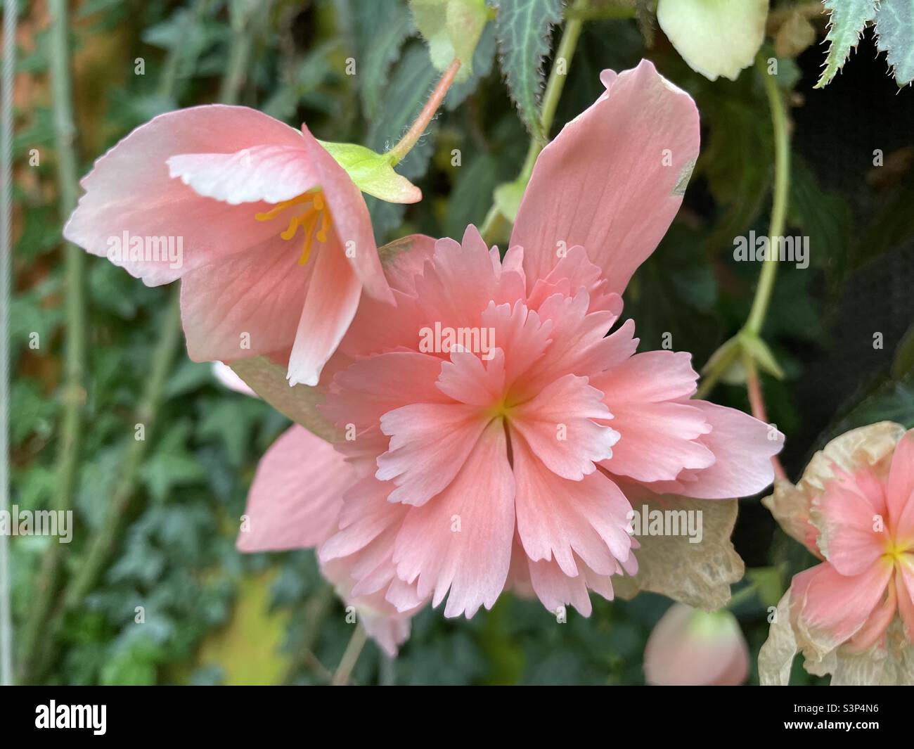 Pink cherry blossoms in Singapore Stock Photo