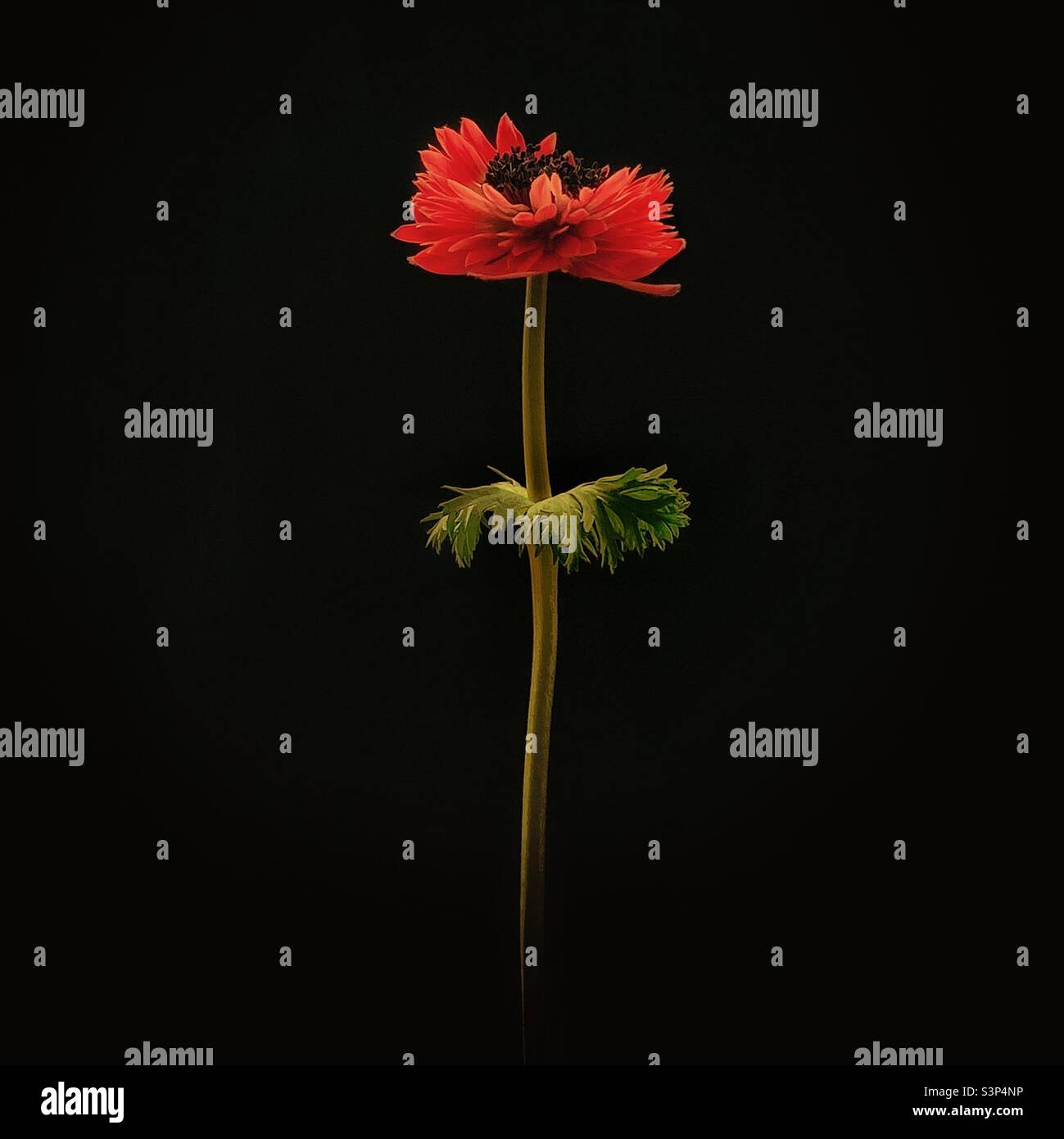 Anemone flower. - Smartphone Captured Stock Image