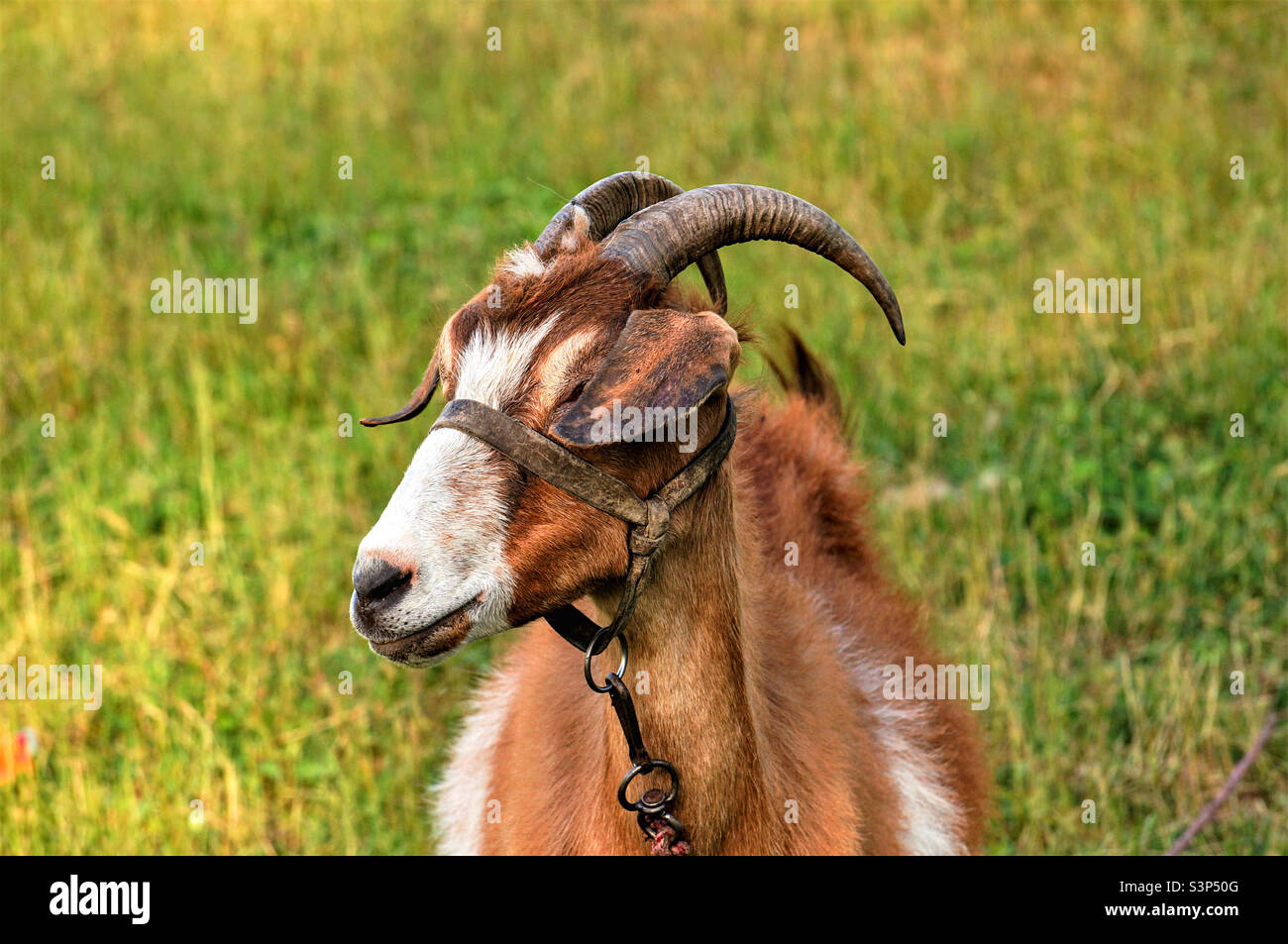 domestic goat on a background of green grass - Smartphone Captured Stock Image
