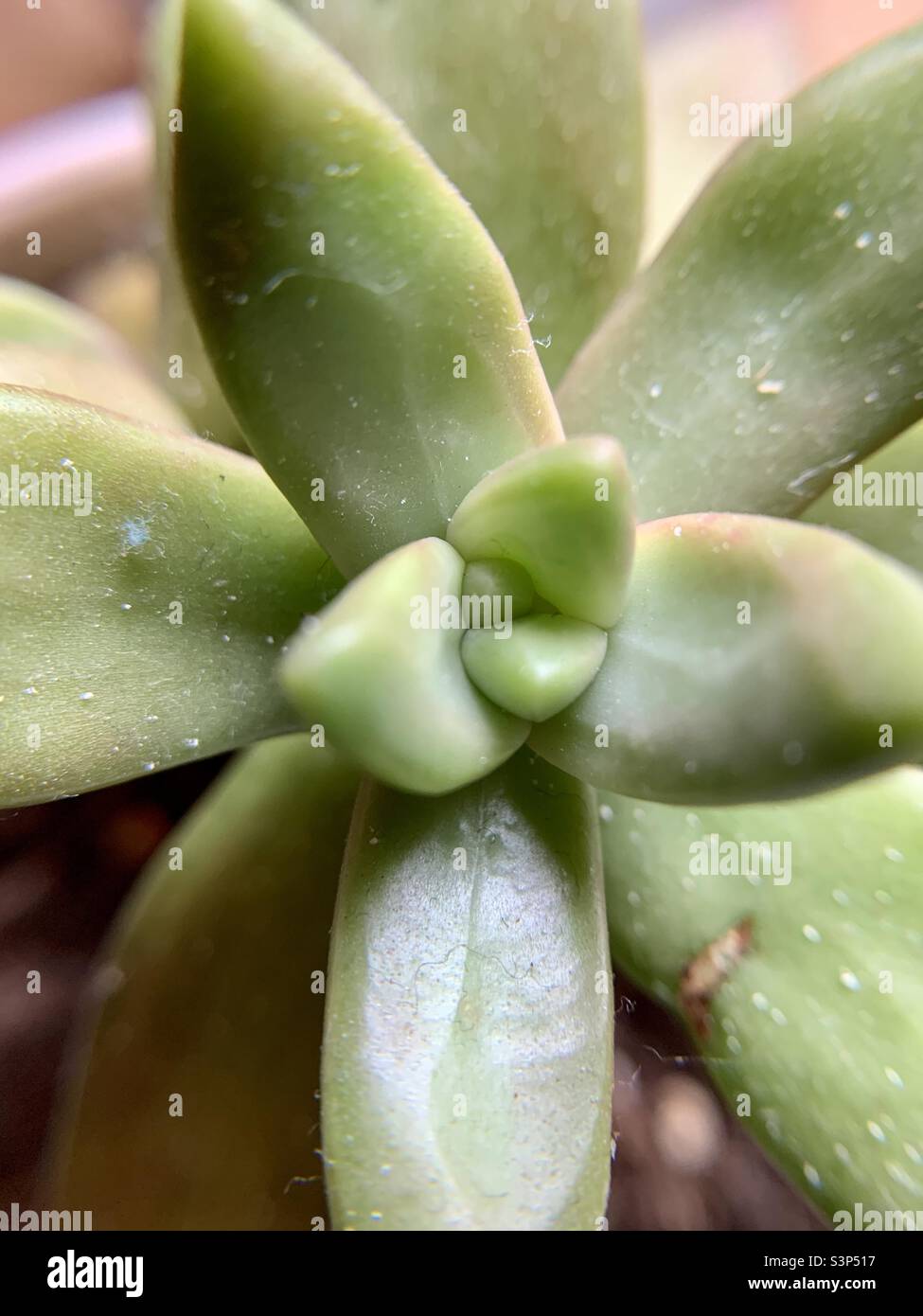 Succulent plant up close detailed macro photography - Smartphone Captured Stock Image
