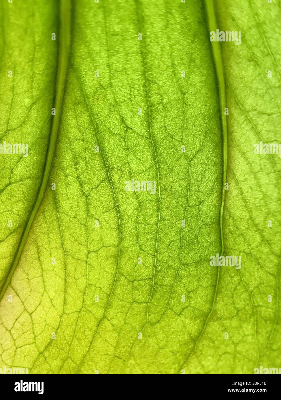 Green leaf macro photography - Smartphone Captured Stock Image