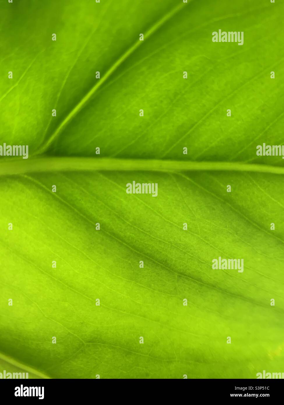 Green leaf veins up close detailed macro photography - Smartphone Captured Stock Image