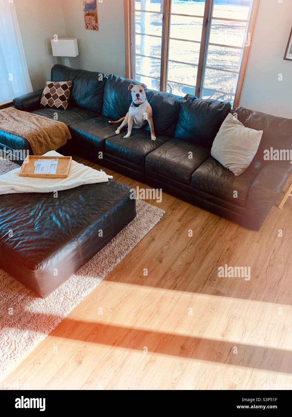 Dog on couch - Smartphone Captured Stock Image