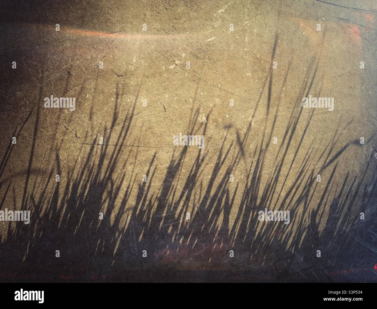 Late afternoon shadow of grass blades - Smartphone Captured Stock Image
