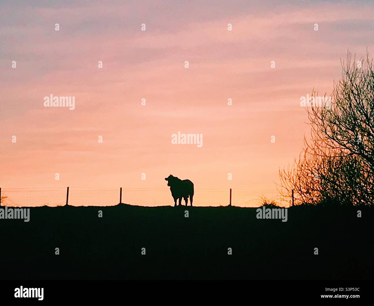 Silhouette of a cow at sunset Bnb in Scotland - Smartphone Captured Stock Image