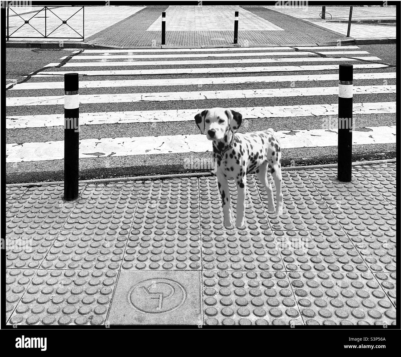 A Dalmatian dog is waiting patiently for its owner on the pavement by a zebra crossing. The photo is in black and white. Stock Photo