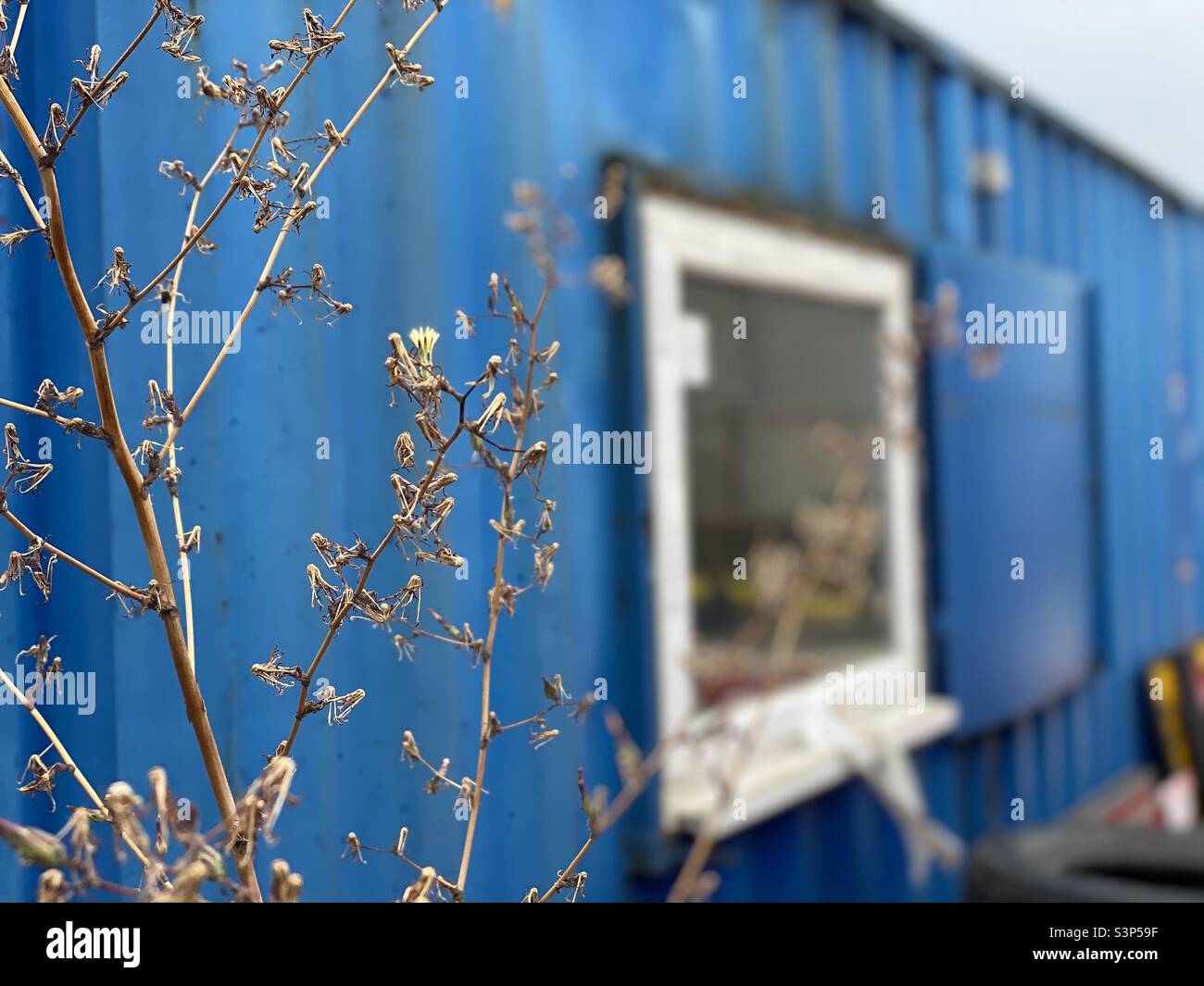 Dried wild plant in front of blue container Stock Photo
