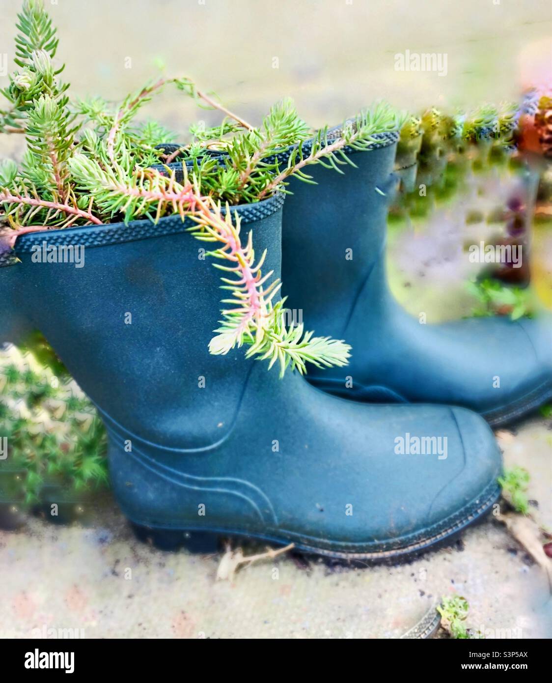 Plants growing in the Wellington boot Stock Photo - Alamy