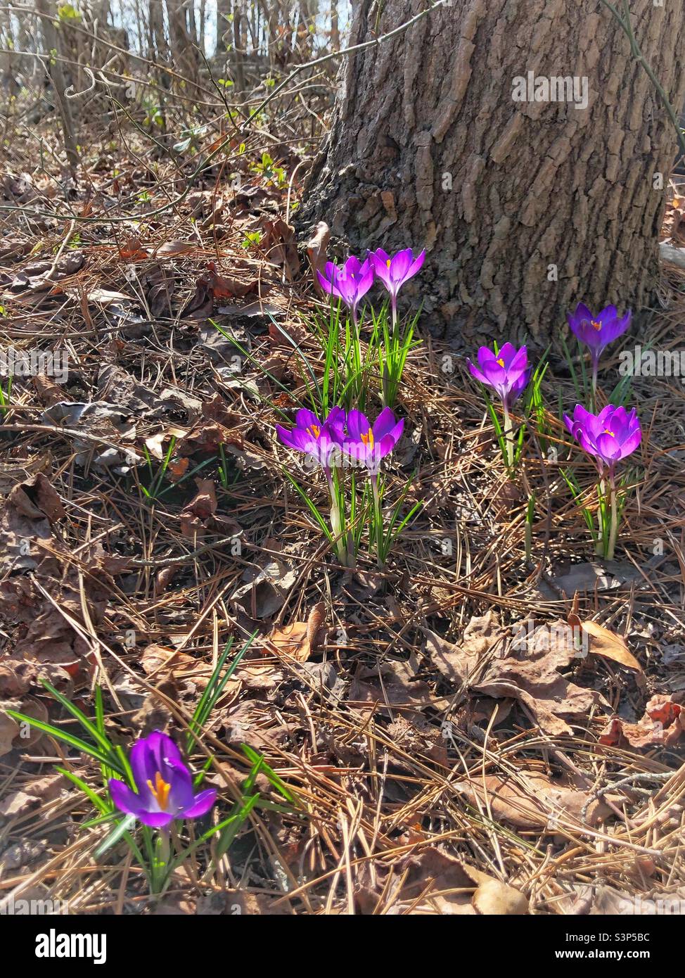 Group of Dutch Crocus flowers beside tree trunk - Smartphone Captured Stock Image