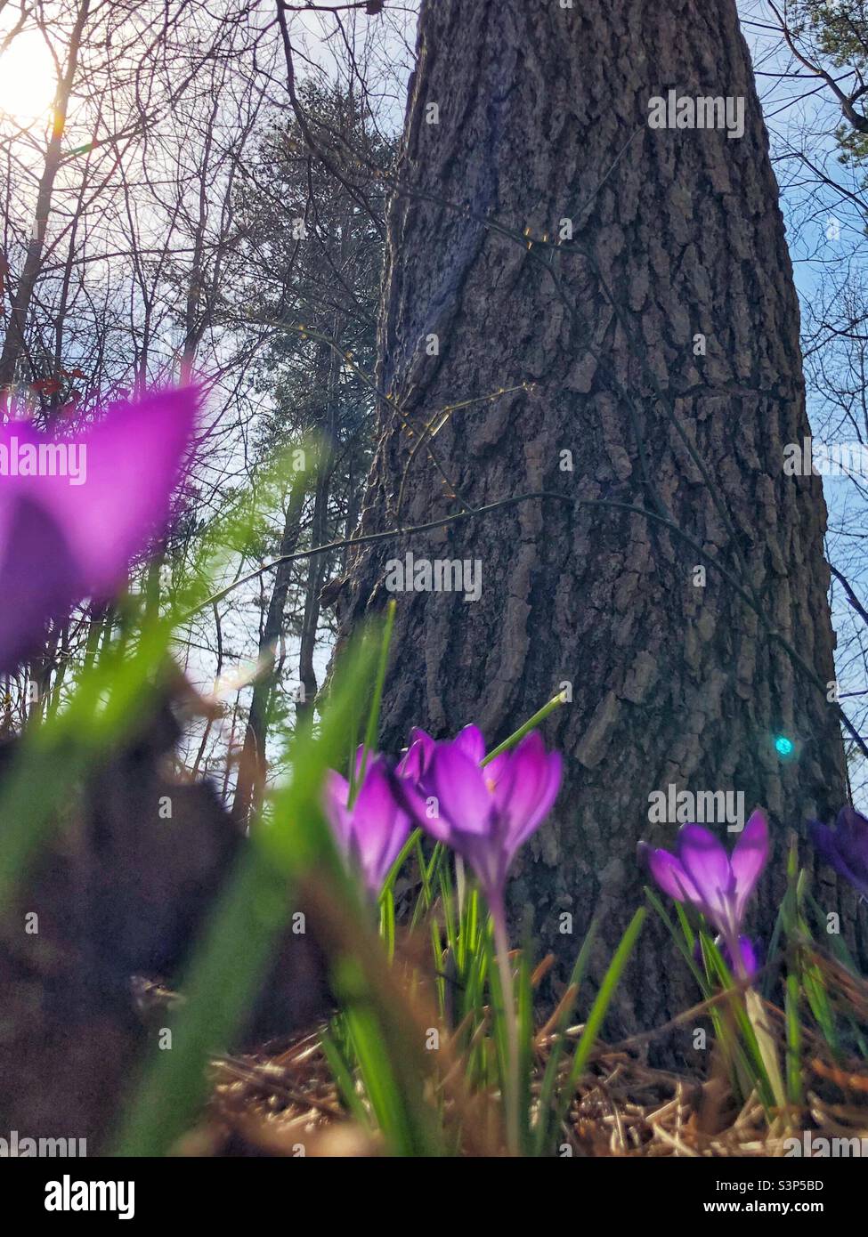 Group of purple crocus flowers in wooded setting - Smartphone Captured Stock Image