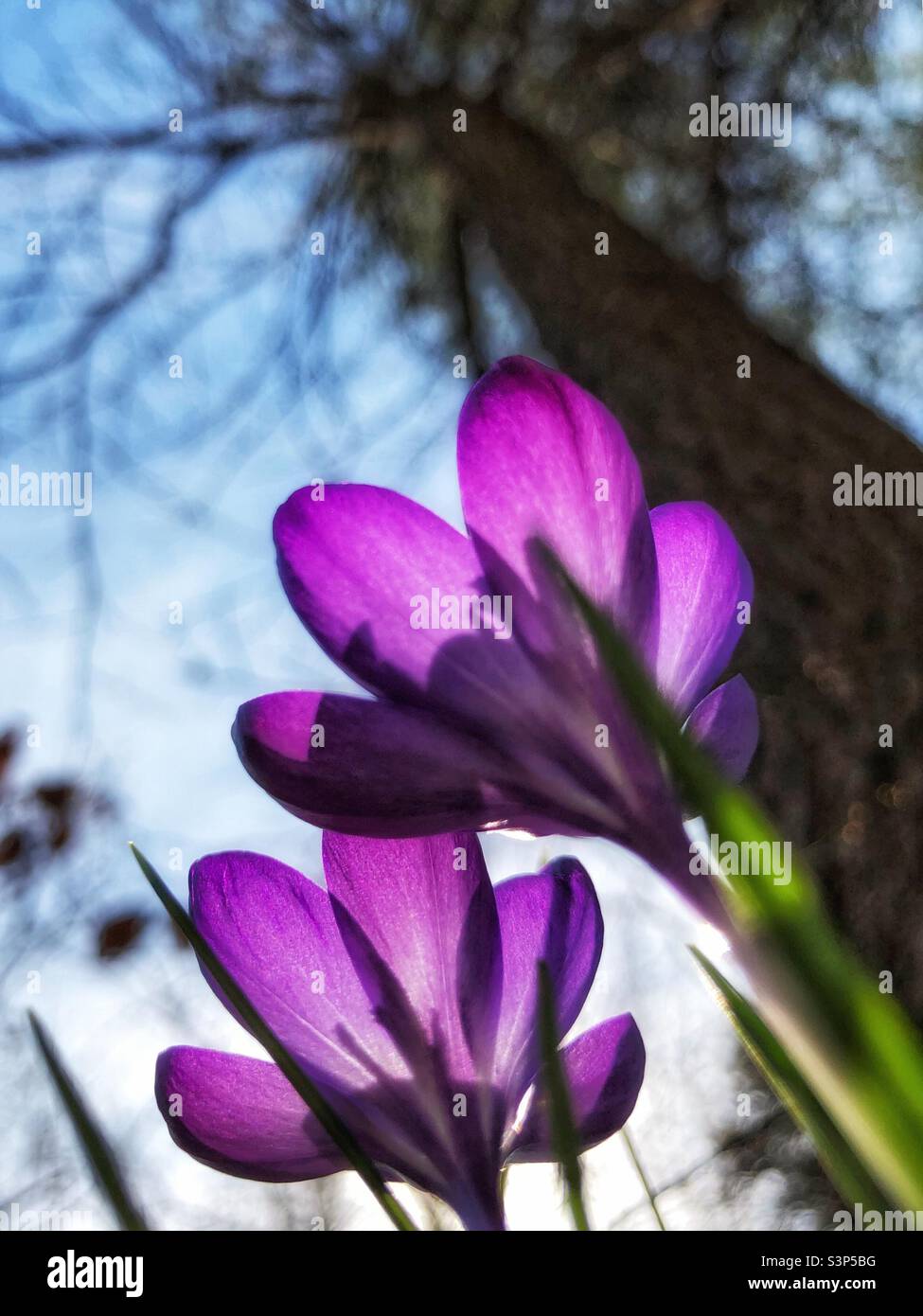 Ethereal photo of translucent purple crocus blossoms from underside looking upwards Stock Photo