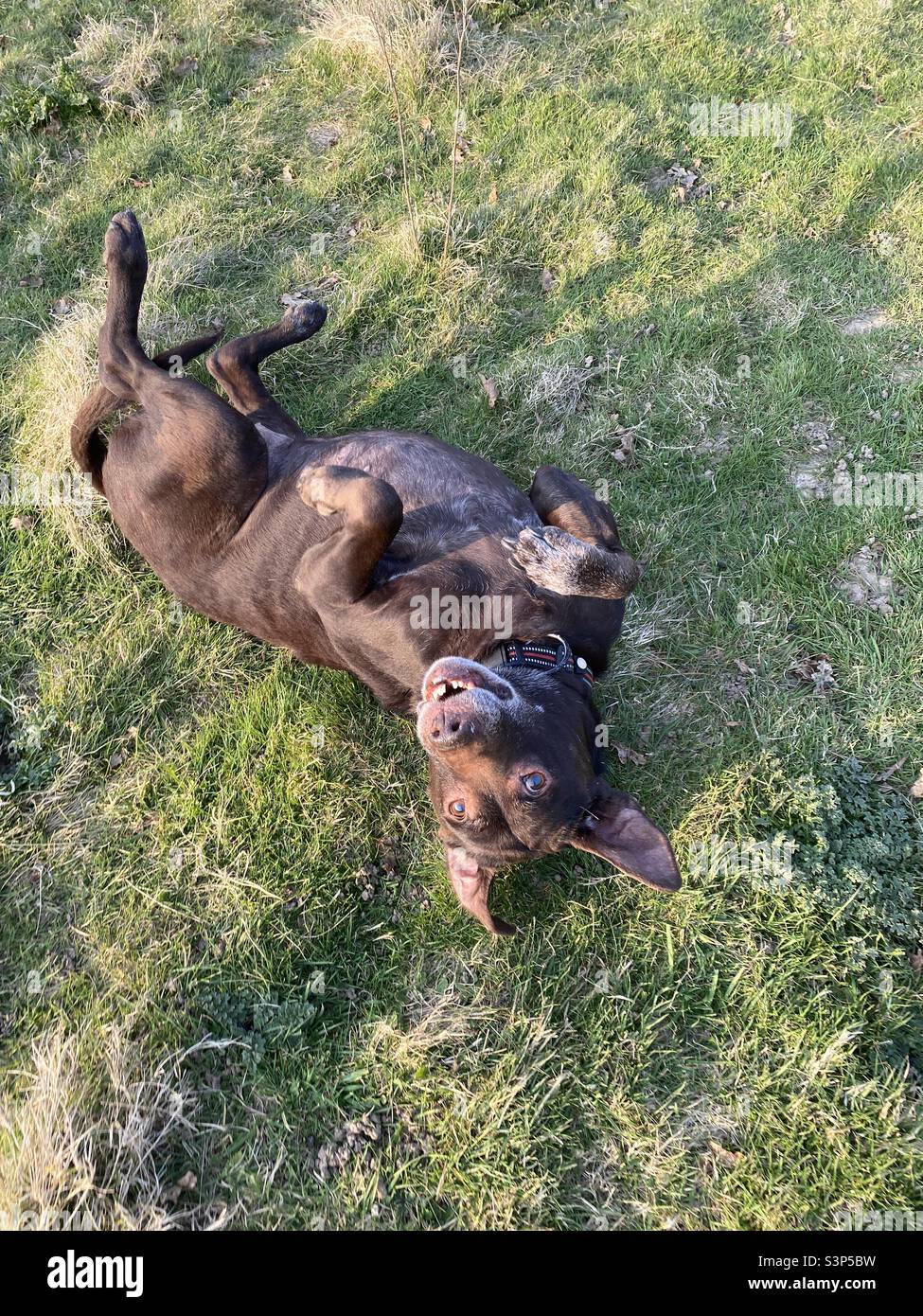 Brown Labrador dog rolling in the grass Stock Photo