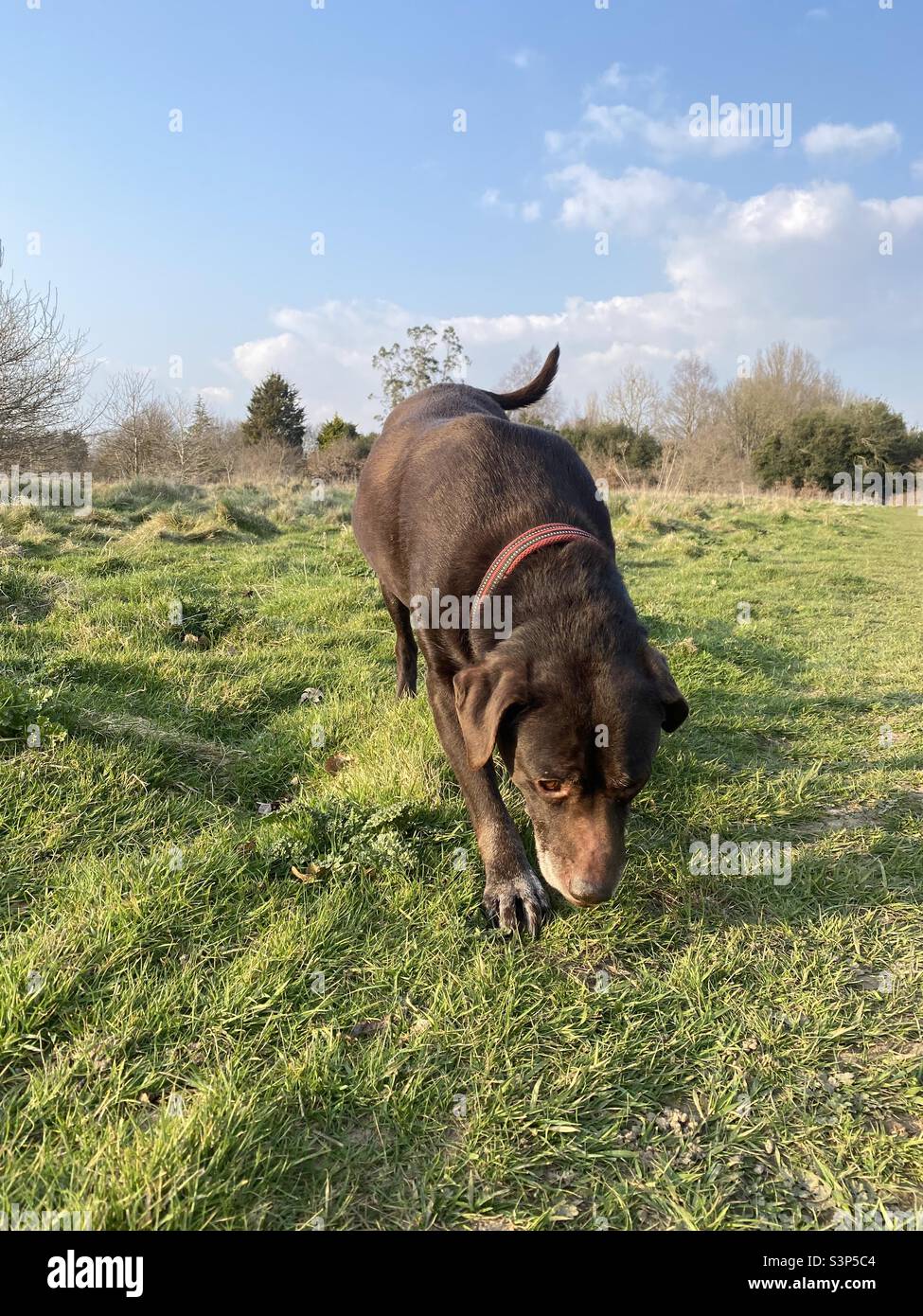 Brown Labrador dog searching through grass Stock Photo