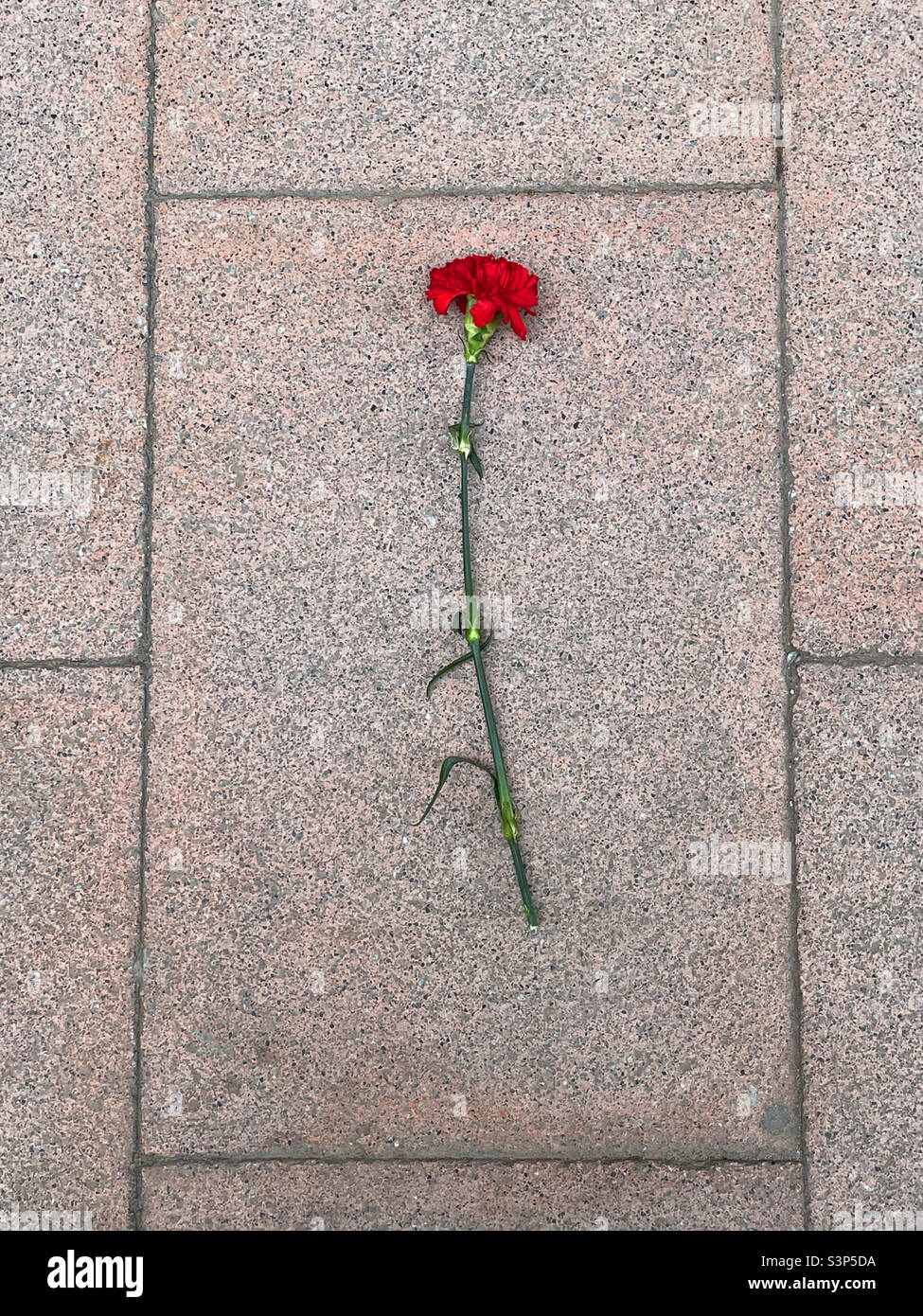 Red carnation on pavement. - Smartphone Captured Stock Image