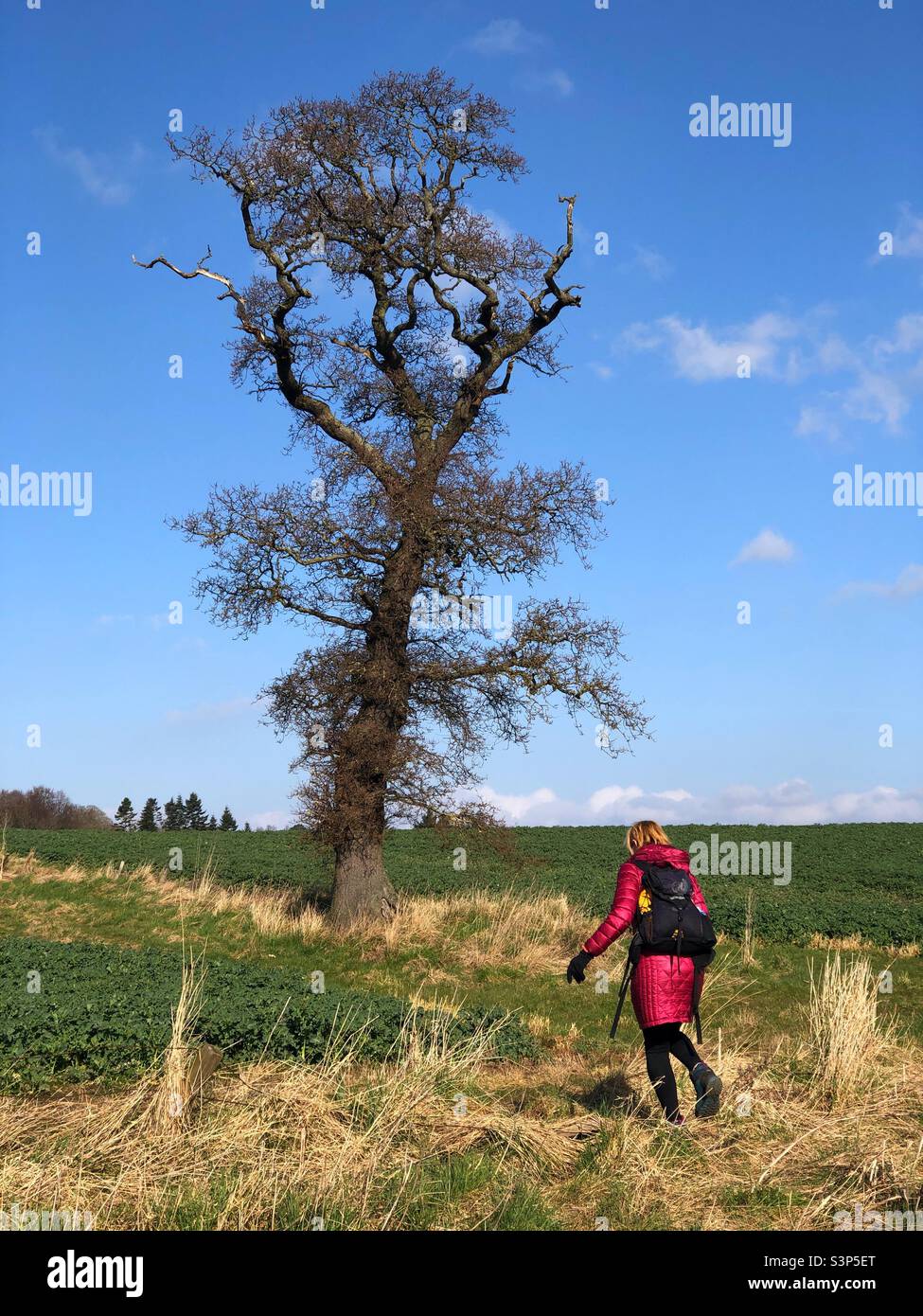 Woman hiker in the countryside by a Distinctive old tree - Smartphone Captured Stock Image