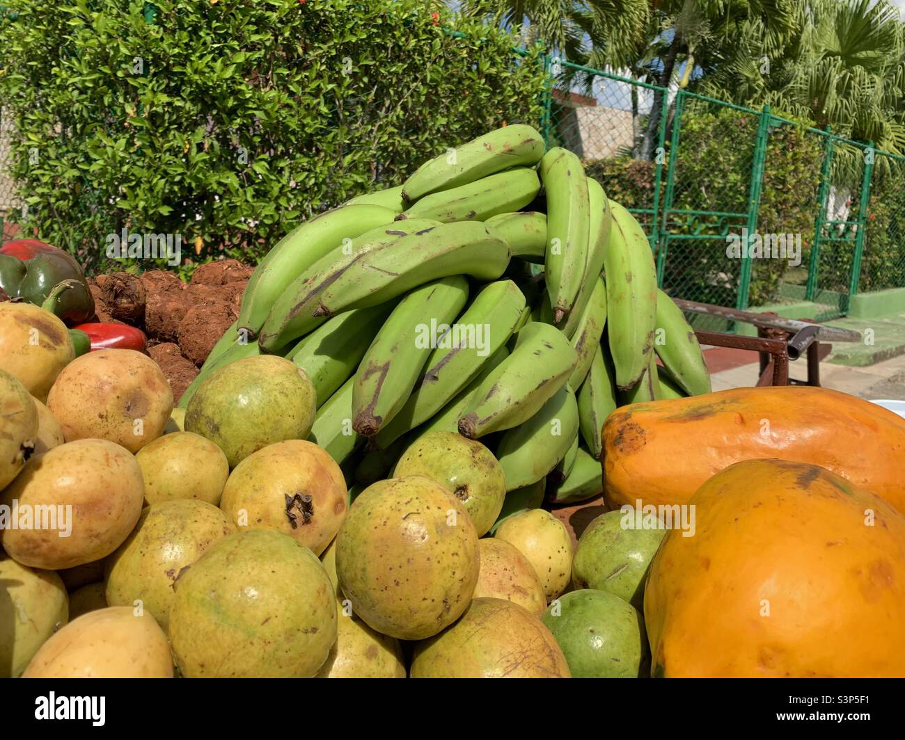 Organic guavas bananas and papayas sold in a street in Havana, Cuba. Tropical Fruit - Smartphone Captured Stock Image