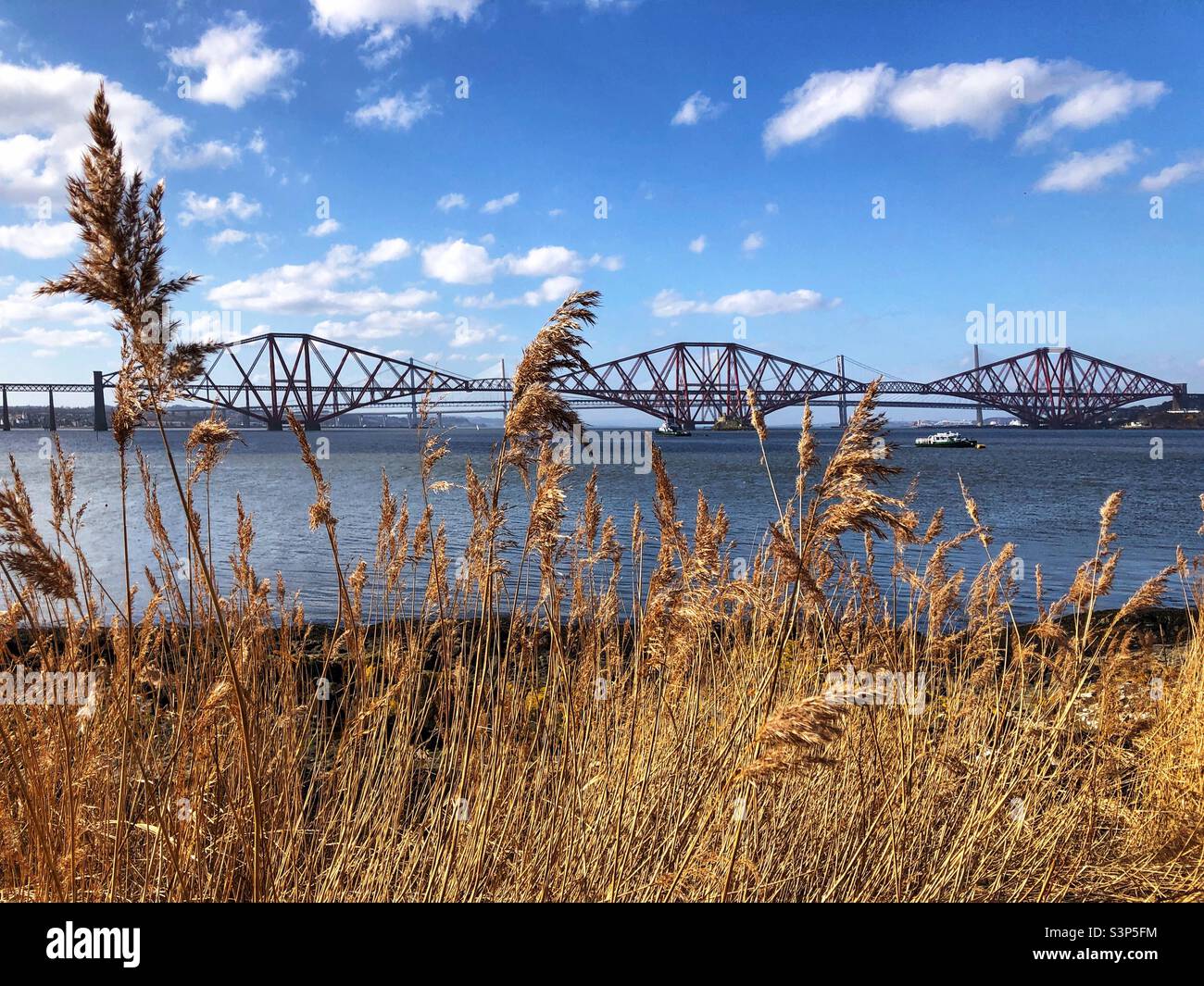 View through the reeds at the Firth of Forth estuary with a view of the Forth bridge, Scotland Stock Photo