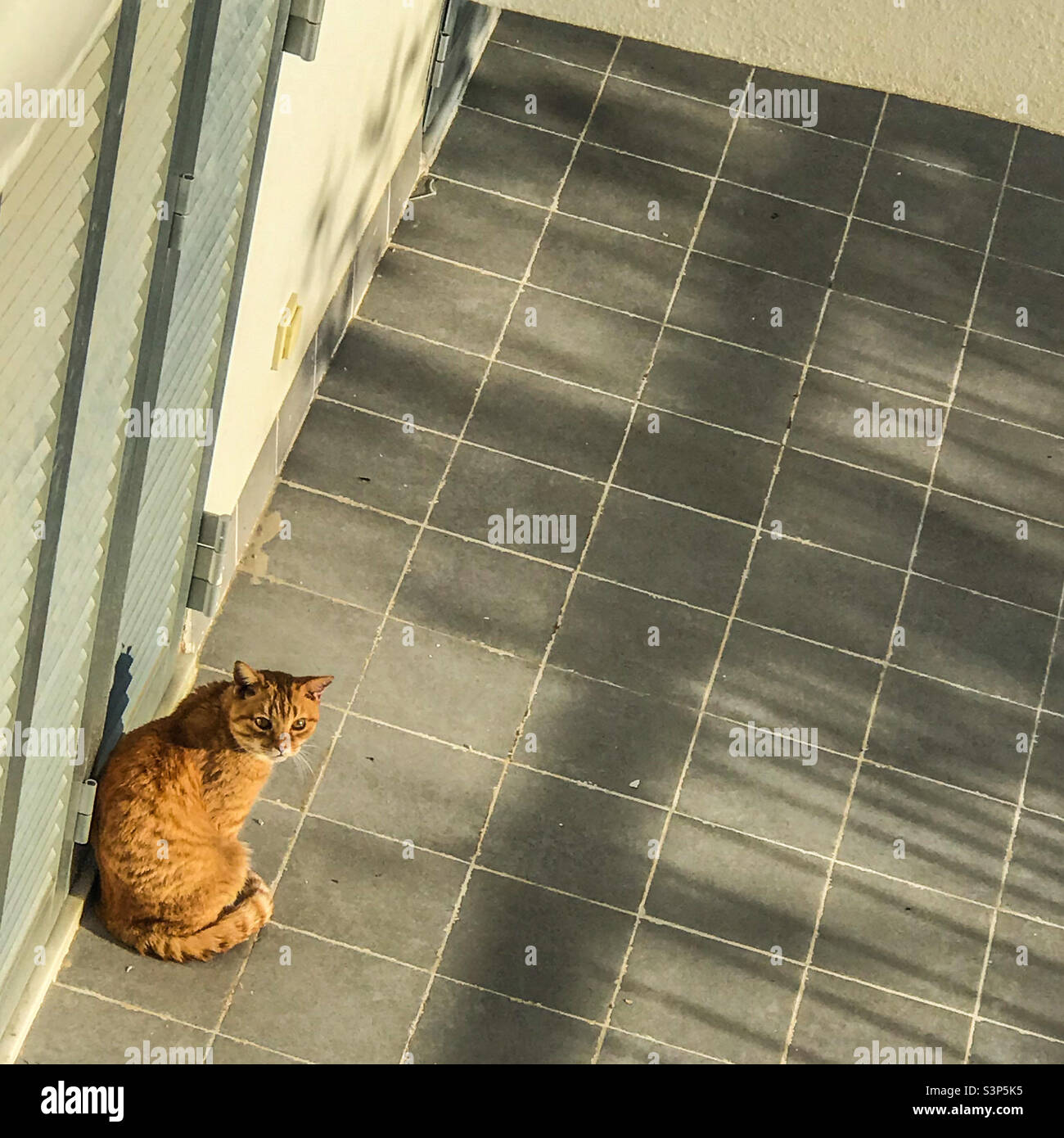 Lounging cat on a Mallorca balcony - Smartphone Captured Stock Image