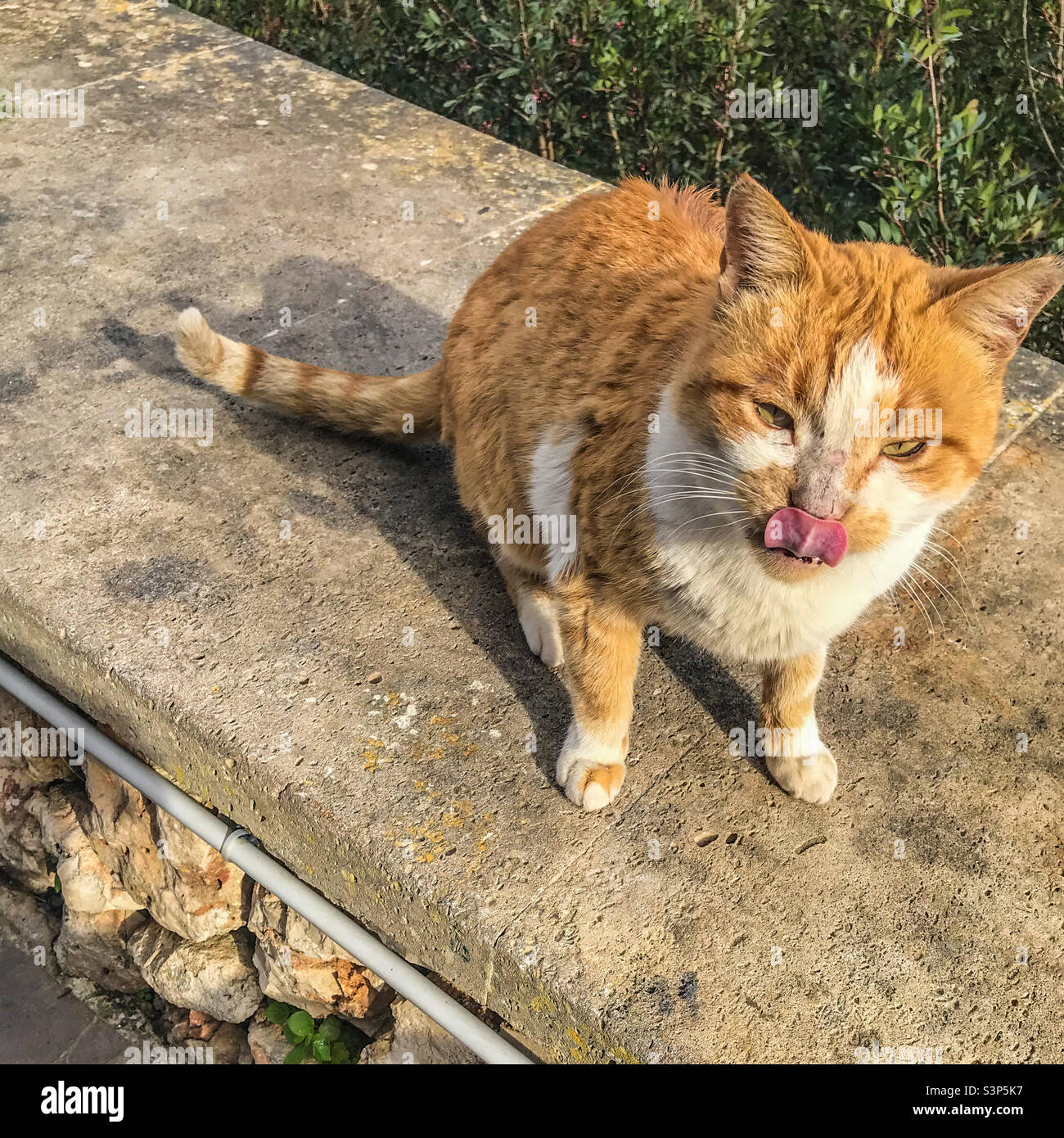 Licky cat, Mallorca - Smartphone Captured Stock Image