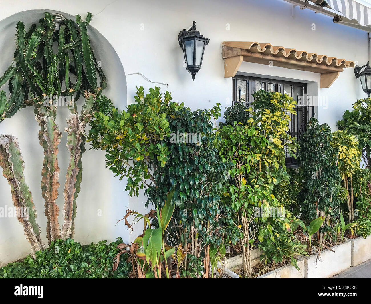 White wash building & plants, Mallorca - Smartphone Captured Stock Image