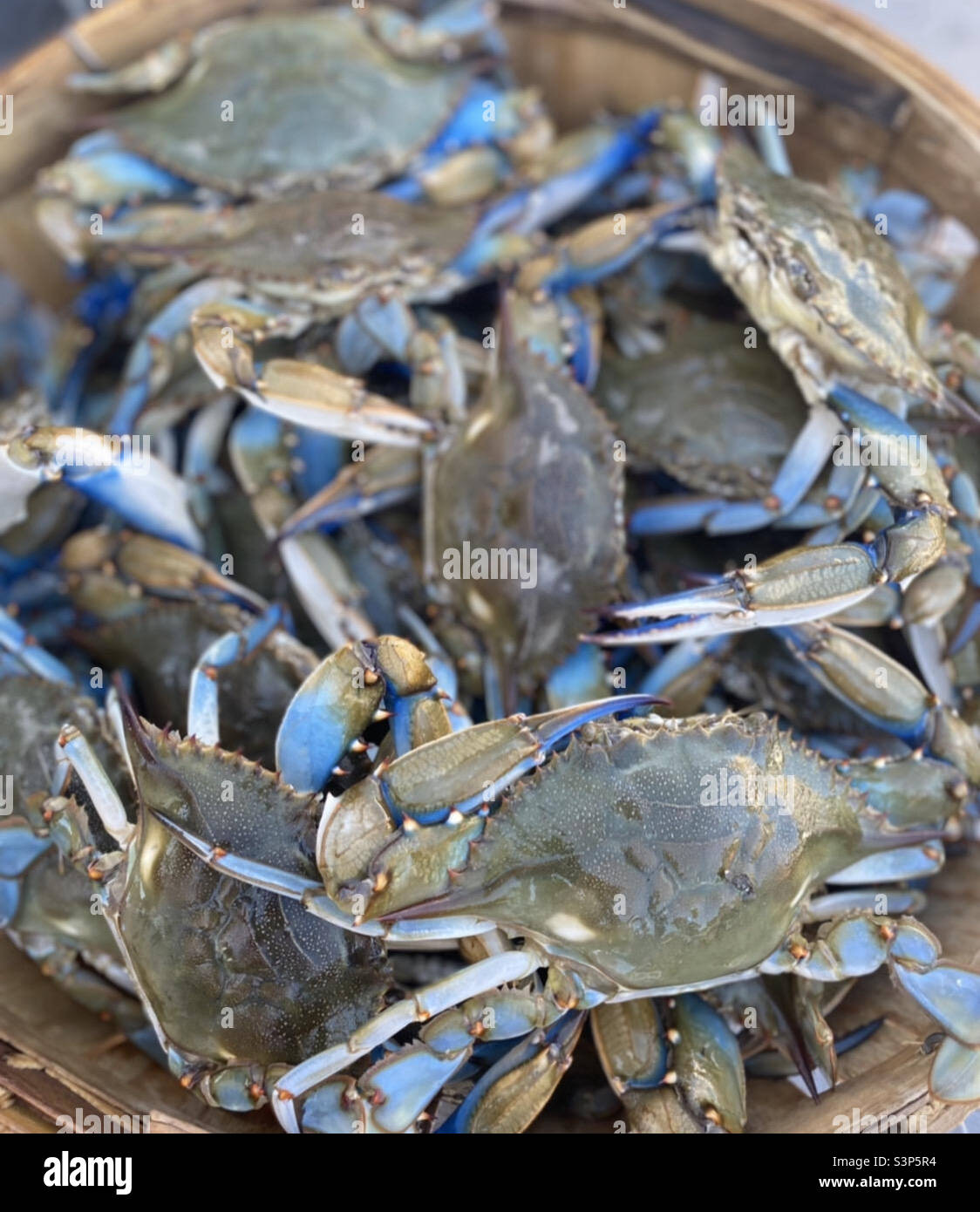 Nearly full basket of Chesapeake Bay blue crabs Stock Photo Alamy
