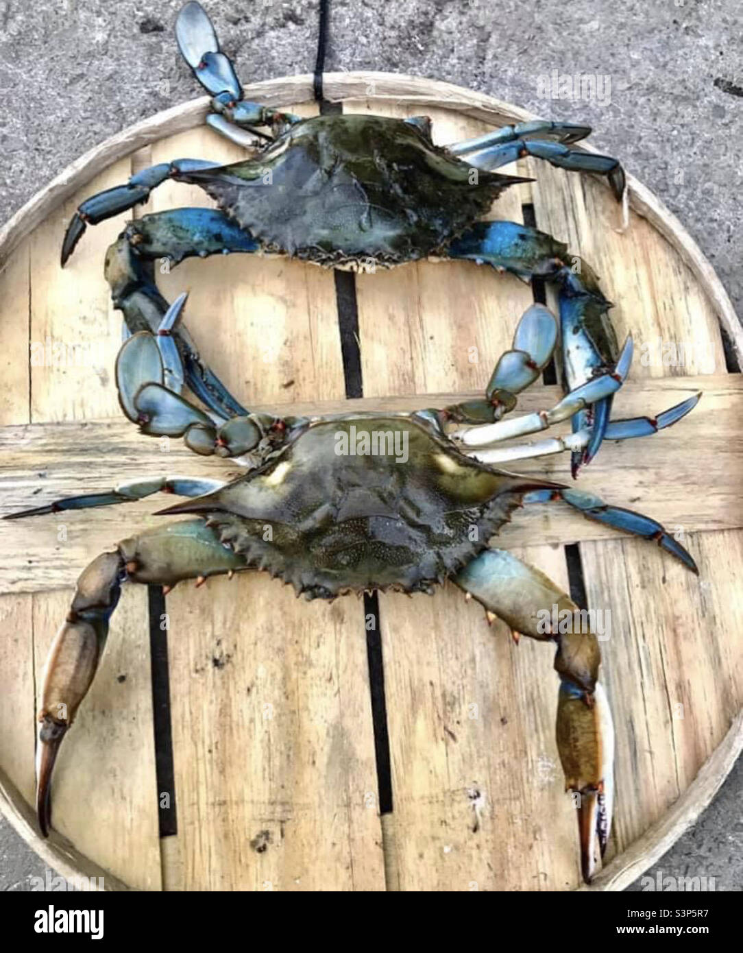 Two GIANT Chesapeake Bay blue crabs, locally known as jimmies!!! Stock