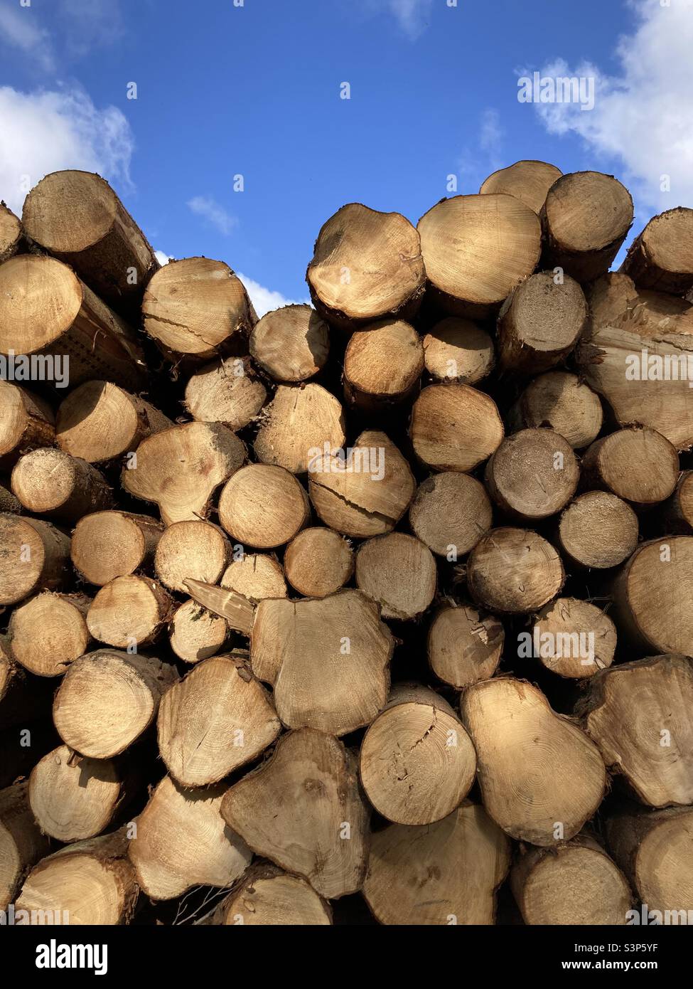 Pile of felled trees Stock Photo