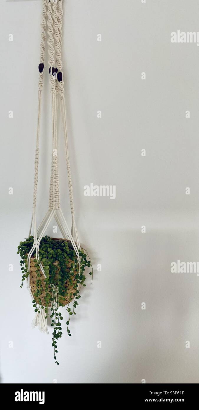 String of Pearls houseplant suspended in a hanging macrame plant holder Stock Photo