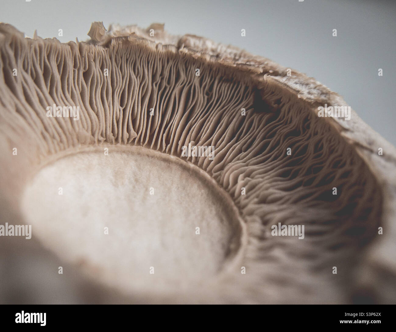 Close up of the inside of a chestnut mushroom - Smartphone Captured Stock Image