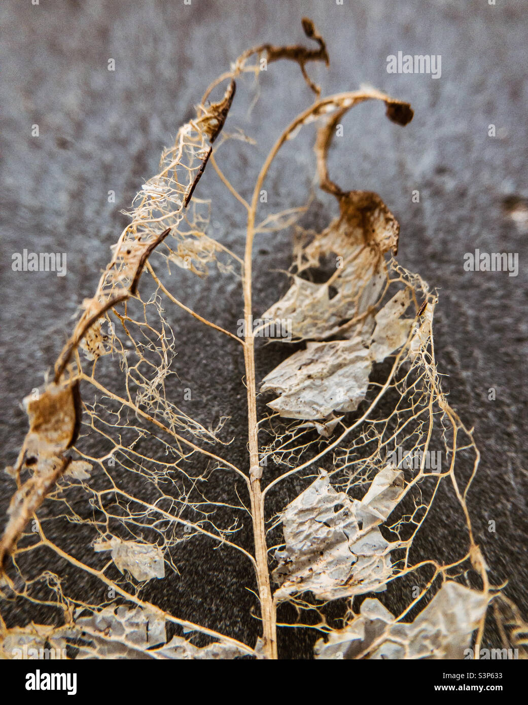 Close up of skeleton leaf - Smartphone Captured Stock Image