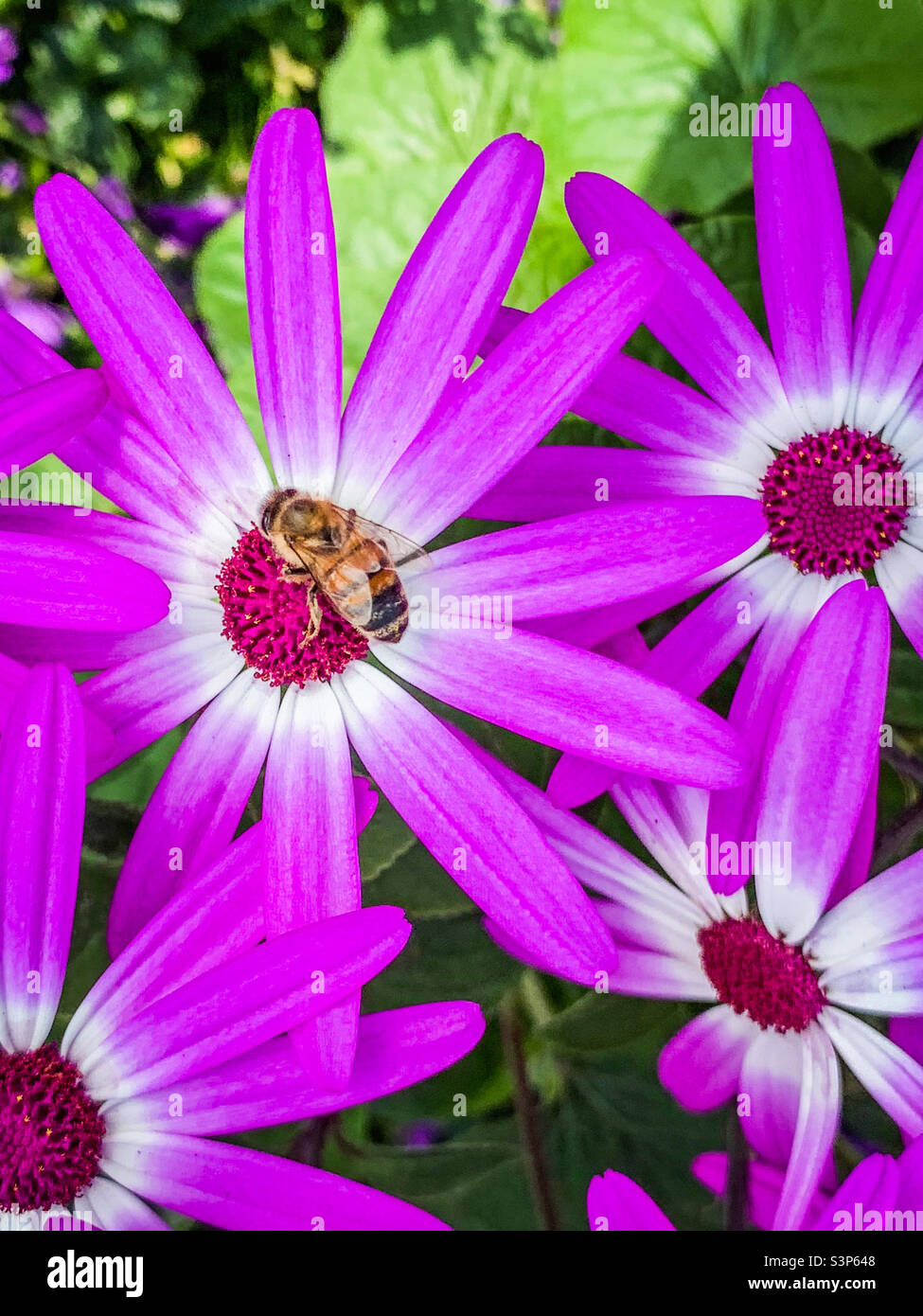 Purple Pericallis Lanata Senetti flowers pollinated by a honey bee Stock Photo