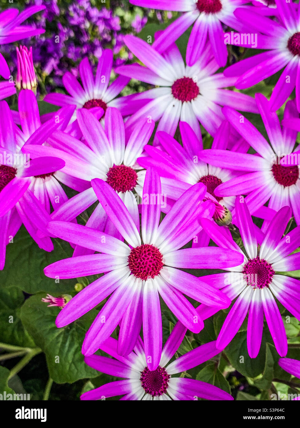 Purple Pericallis Lanata Senetti flowers Stock Photo