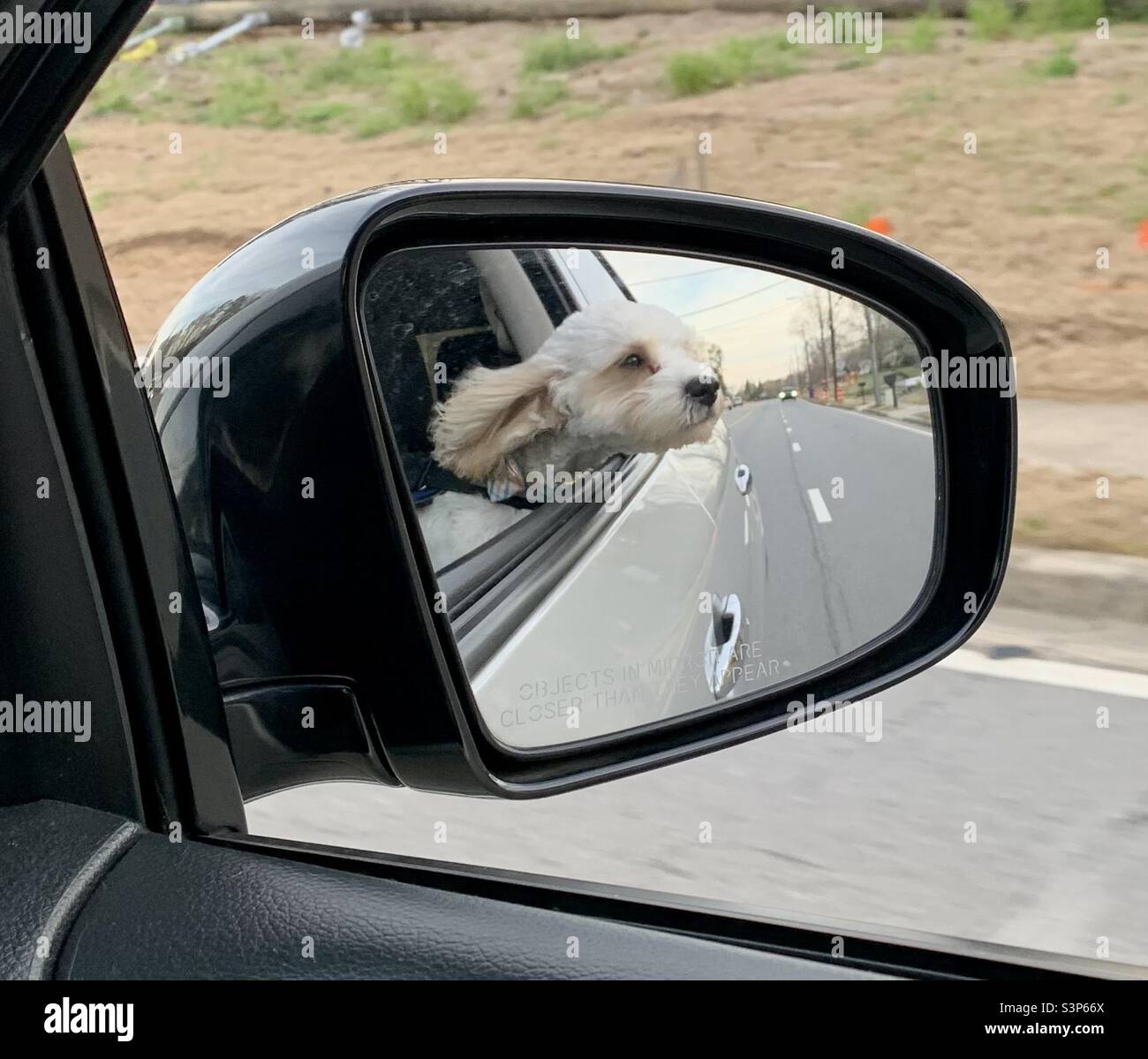 Puppy with his head out the window of the car. Picture taken from the side mirror of the car. Stock Photo