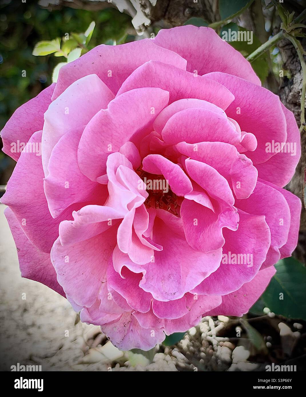 Bubblegum Pink Rose Stock Photo