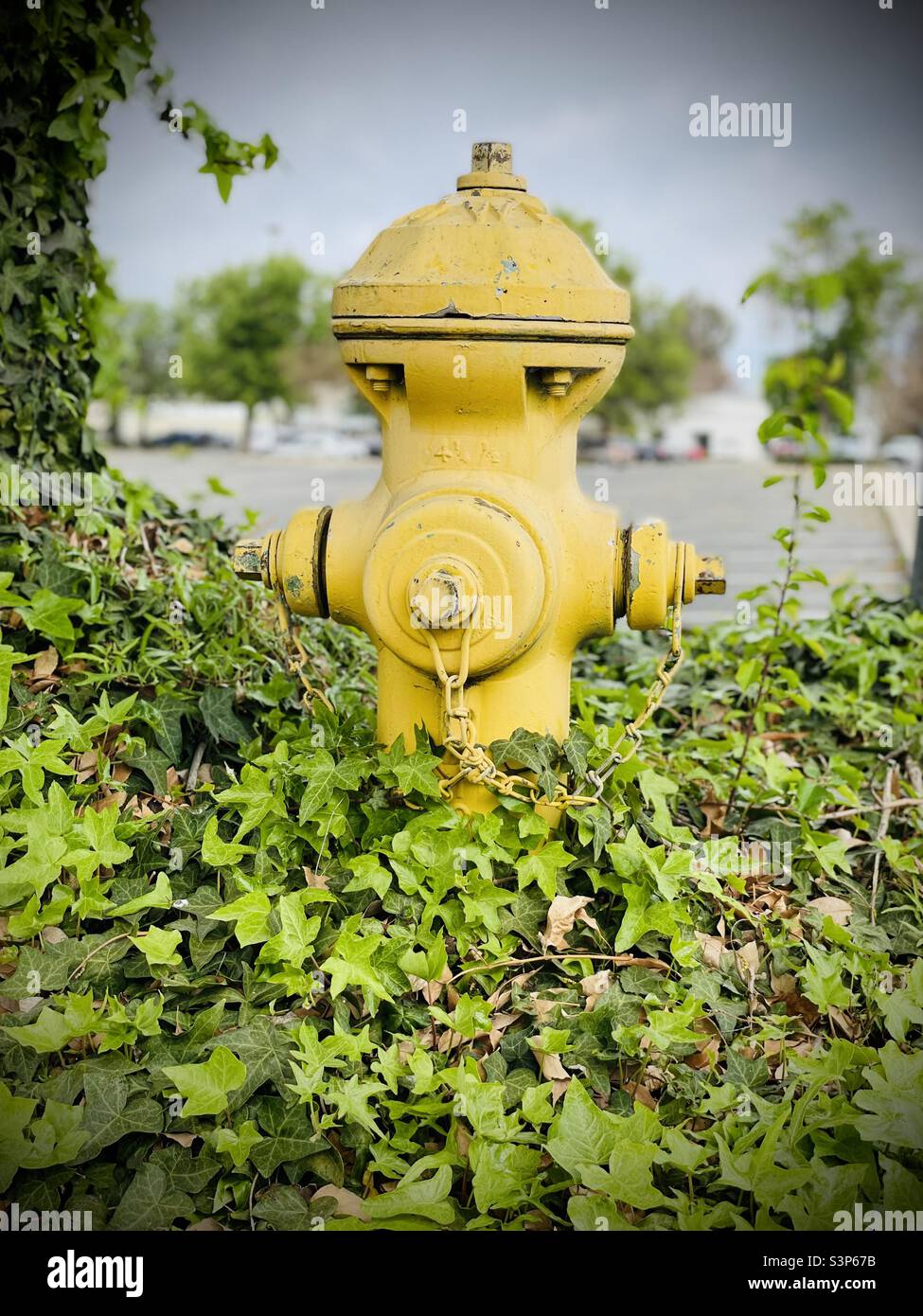 Yellow fire hydrant covered in Ivy Stock Photo