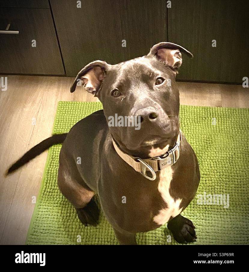 Baxter the dog looking good - Smartphone Captured Stock Image